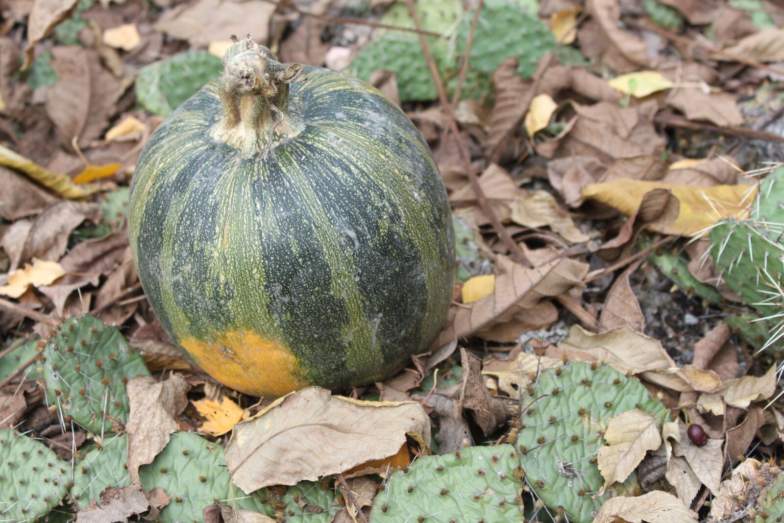 Canon EOS 500D (EOS Rebel T1i / EOS Kiss X3) sample photo. Pumpkin, autumn, foliage photography