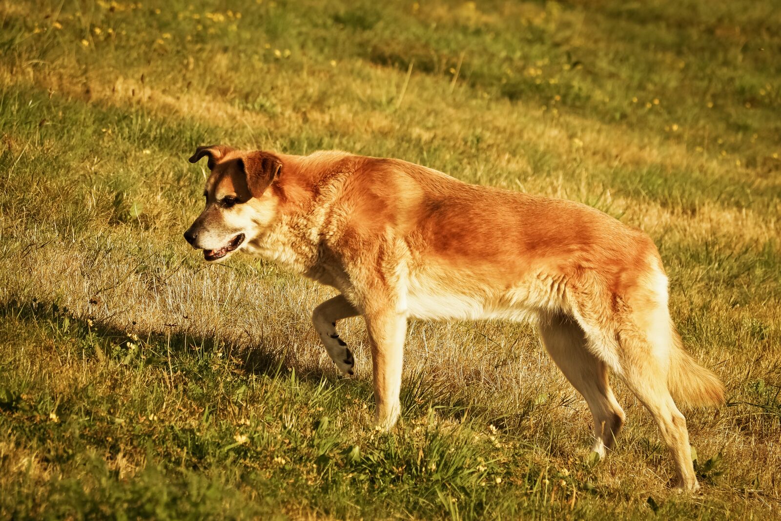 Olympus OM-D E-M10 sample photo. Animal, dog, pet photography
