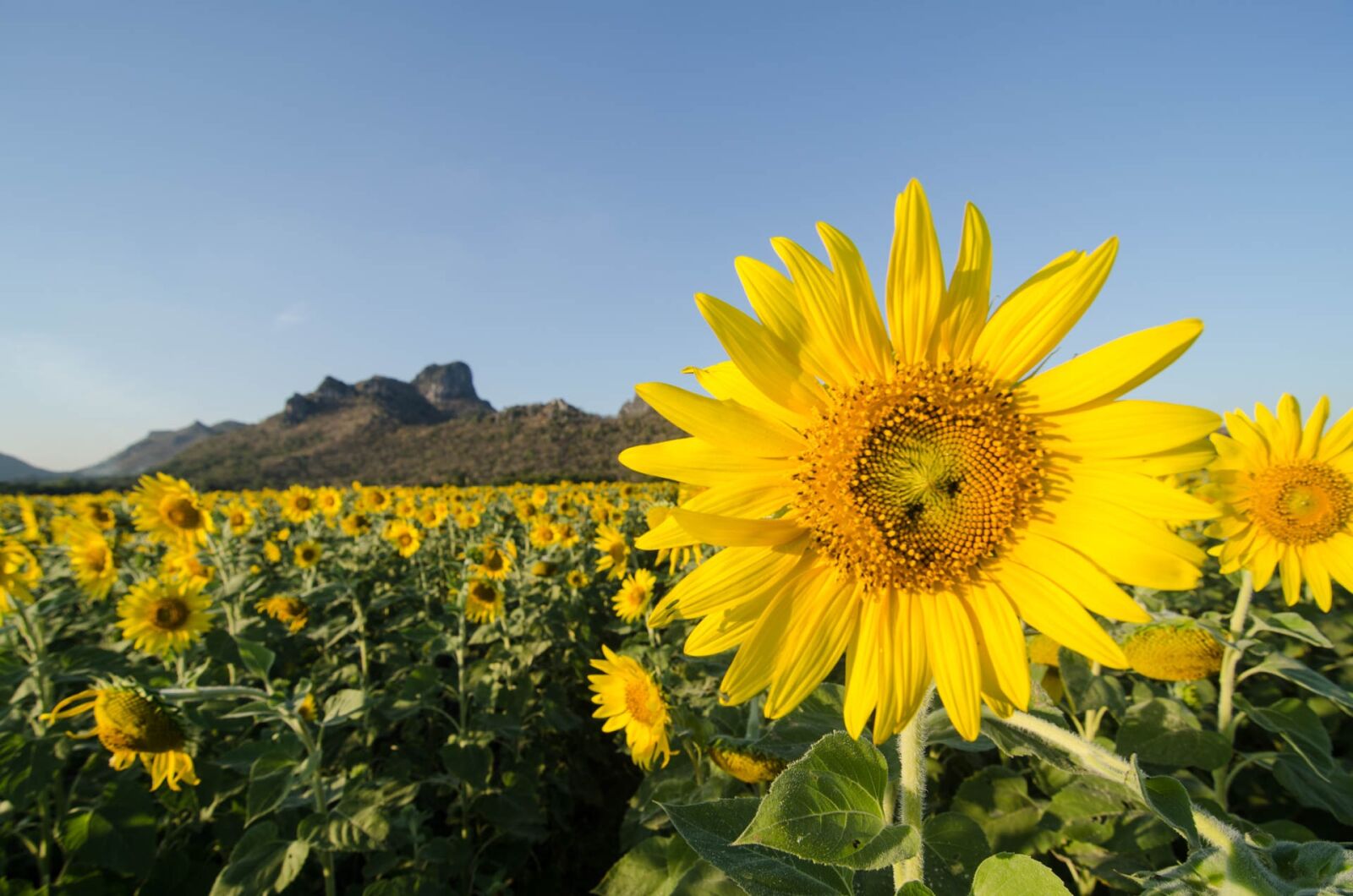 Nikon D7000 sample photo. Sun flower, khao chin photography