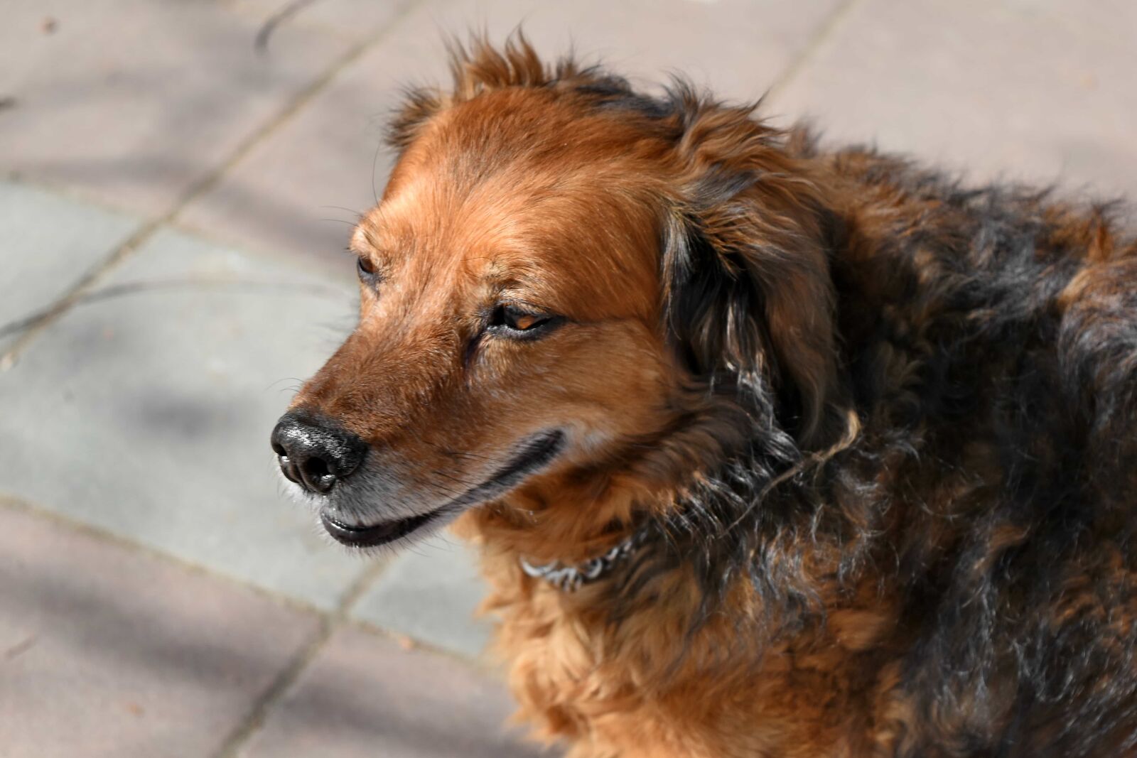 Nikon D5500 sample photo. Pedigree, purebred, adorable, animal photography