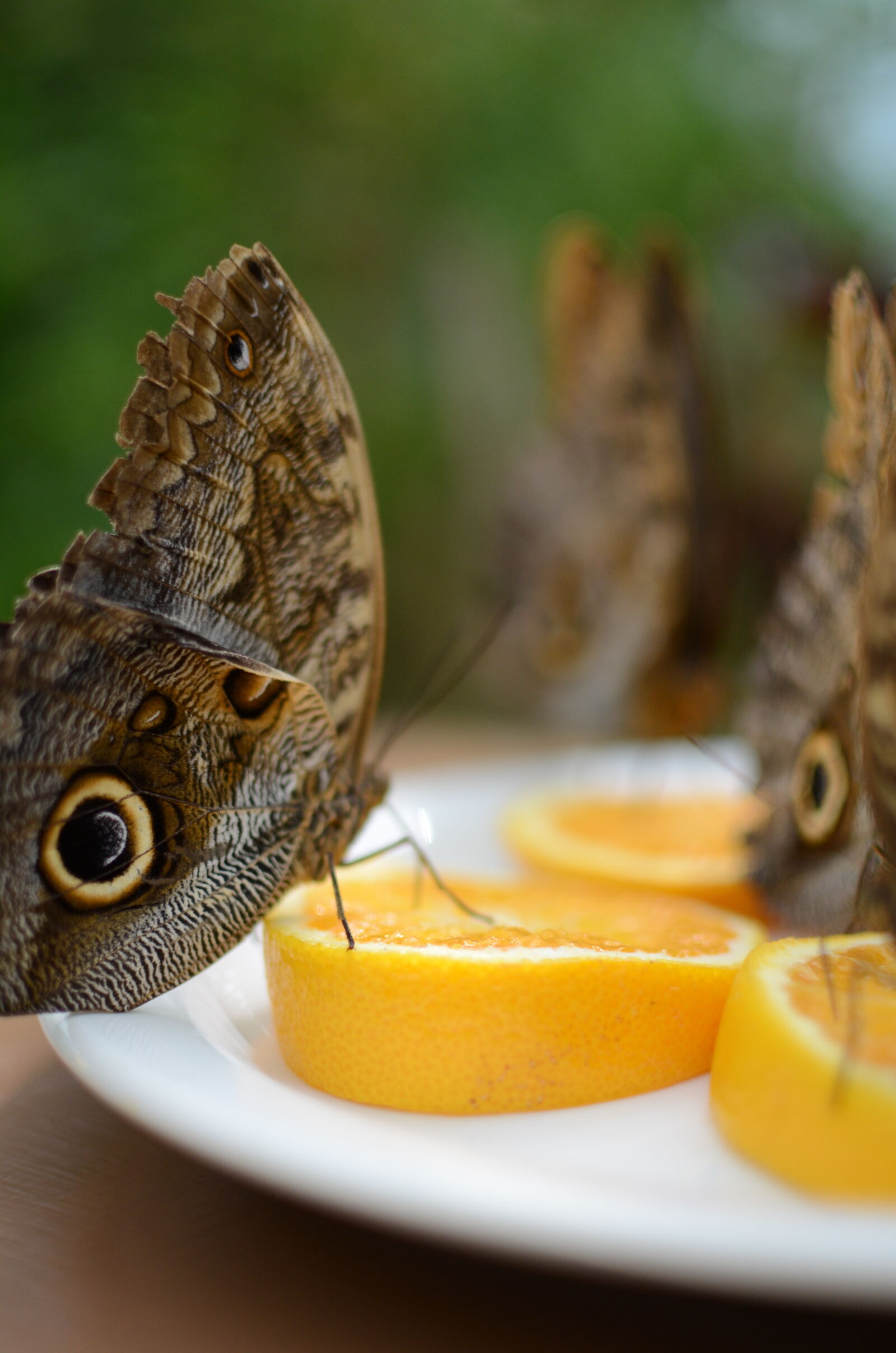 Nikon D7000 + Nikon AF-S DX Nikkor 35mm F1.8G sample photo. Blurry, background, butterflies, manarch photography