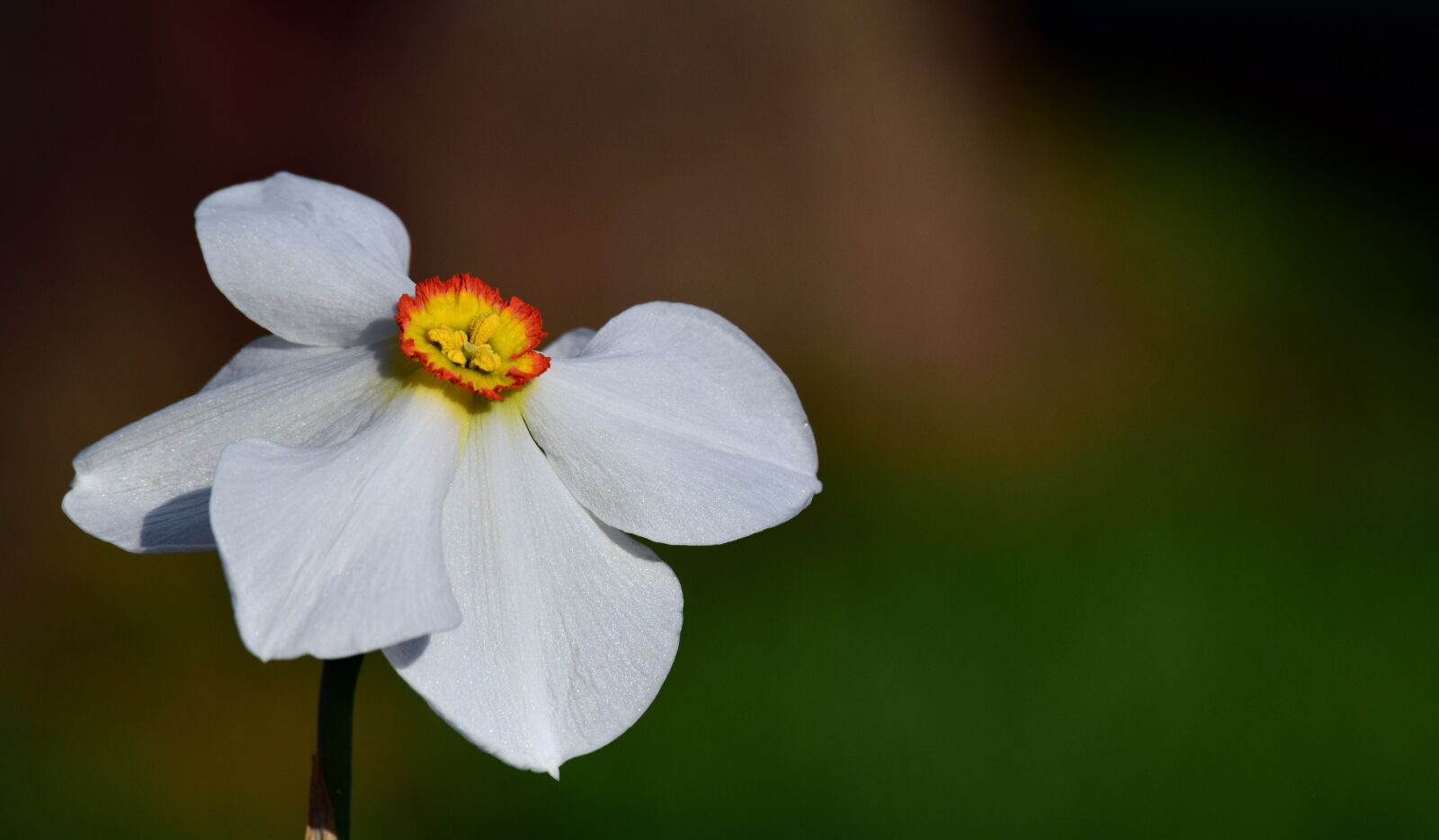Nikon D3300 sample photo. Narcissus, white, blossom photography