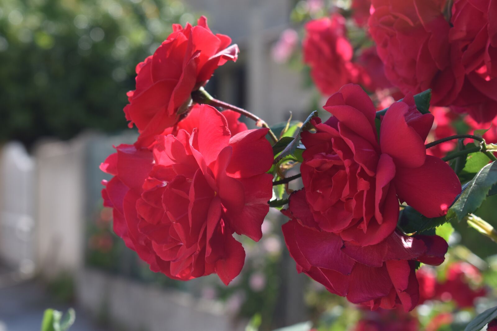 Nikon D5600 sample photo. Flower, rose, red photography