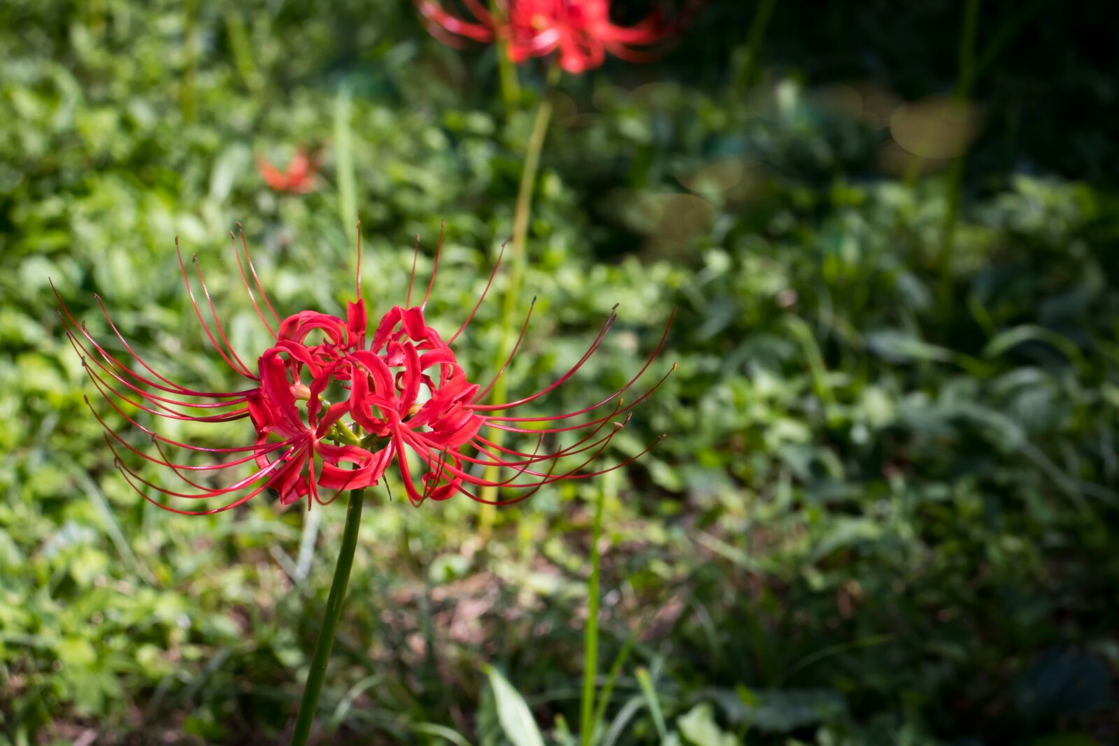 Canon EOS 800D (EOS Rebel T7i / EOS Kiss X9i) sample photo. Red, flower, elegant photography