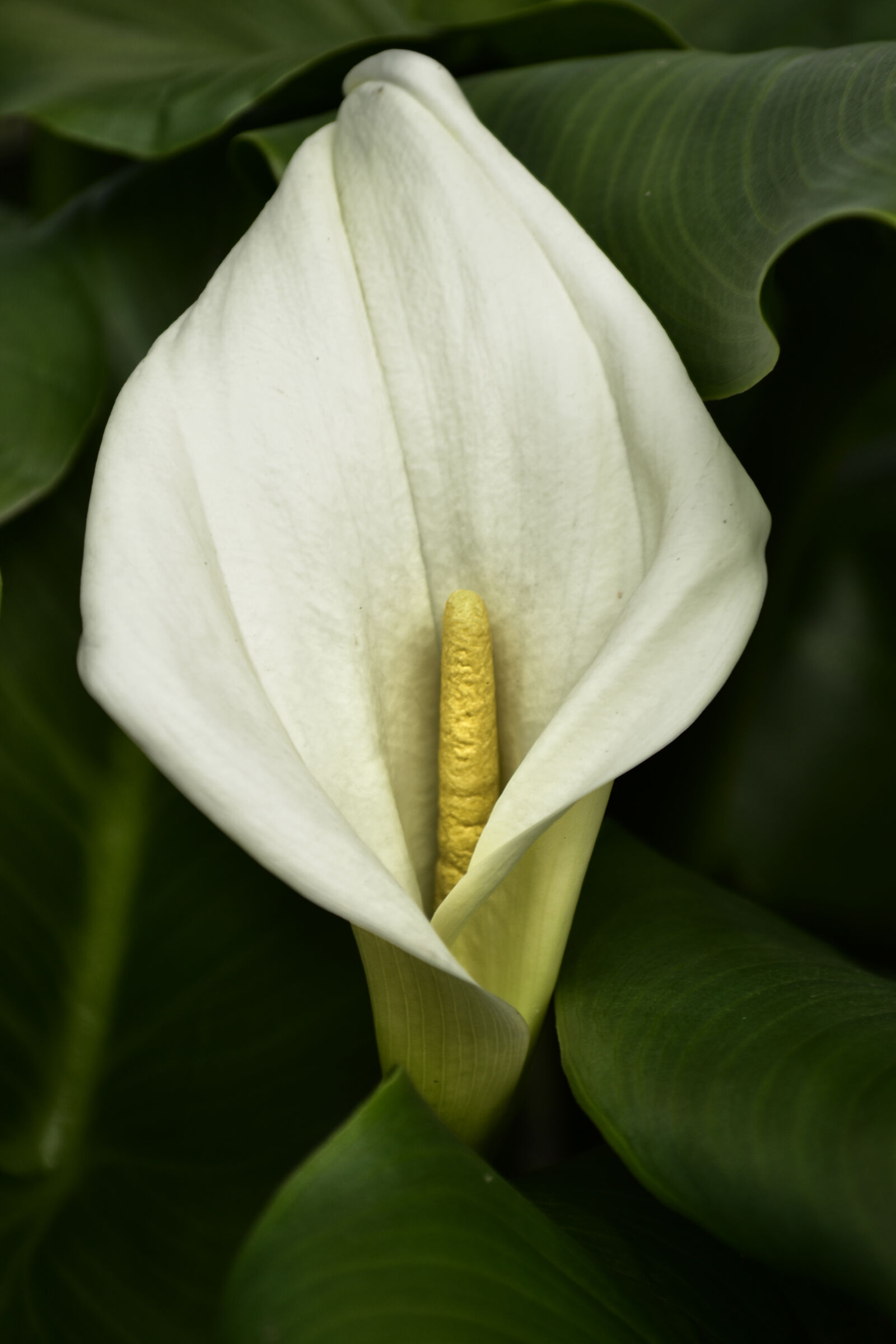 Nikon D3100 sample photo. Calla photography