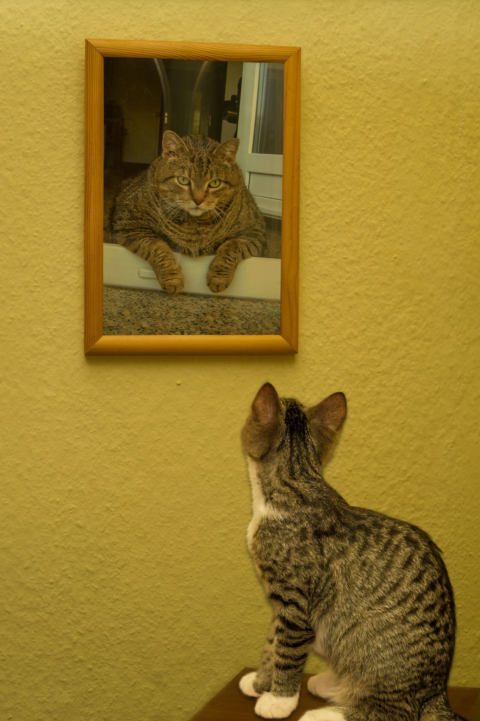 Sony a6000 sample photo. Cat, small, young photography