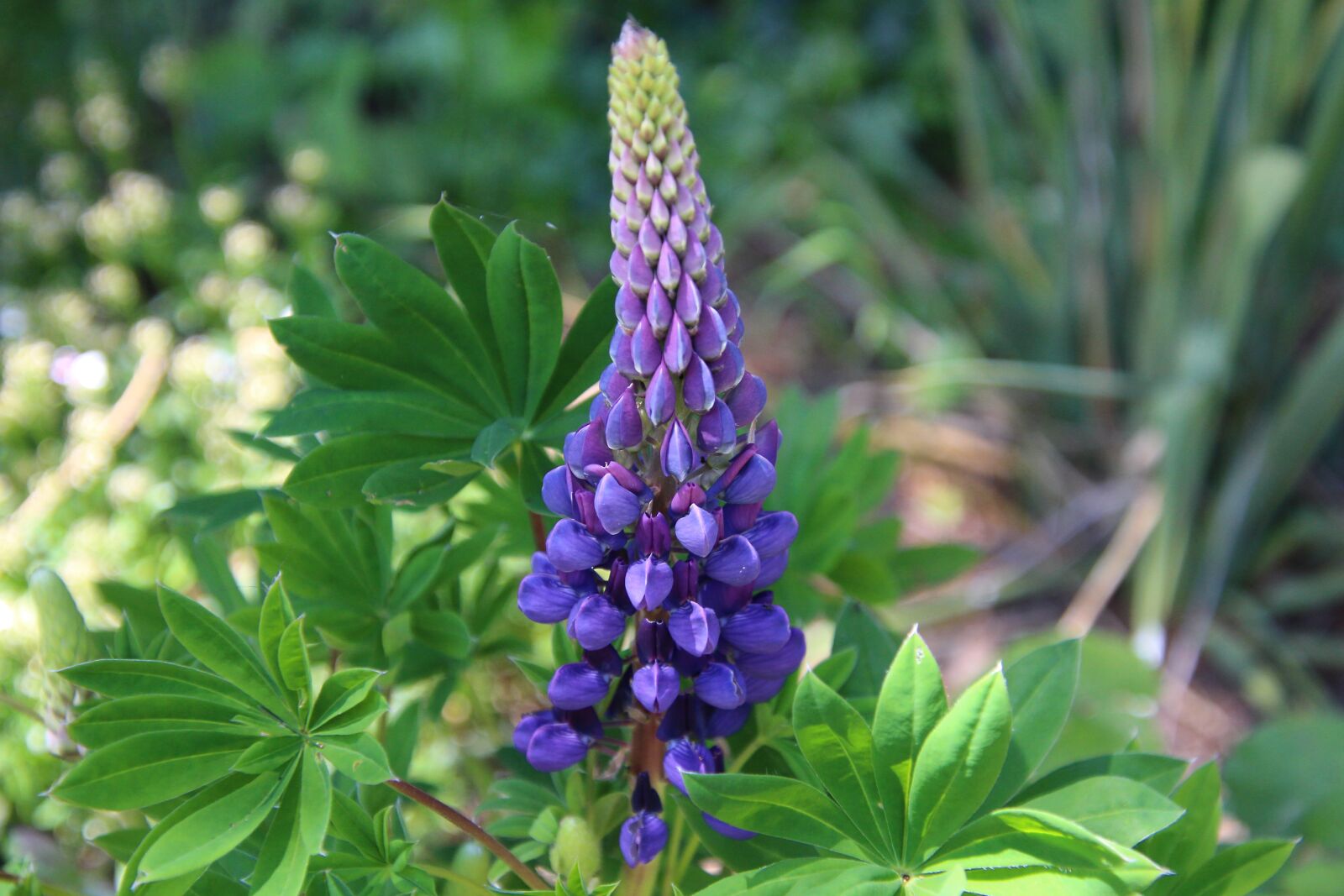 Canon EOS 700D (EOS Rebel T5i / EOS Kiss X7i) sample photo. Lupine, plant, flower photography