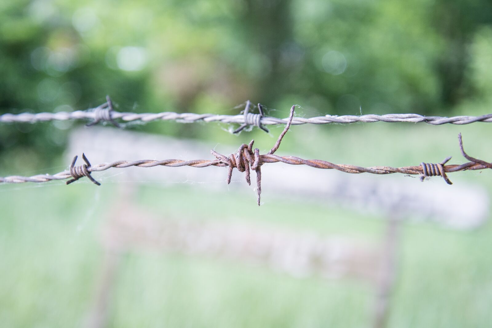 Nikon D600 sample photo. Wire, barbed, fence photography