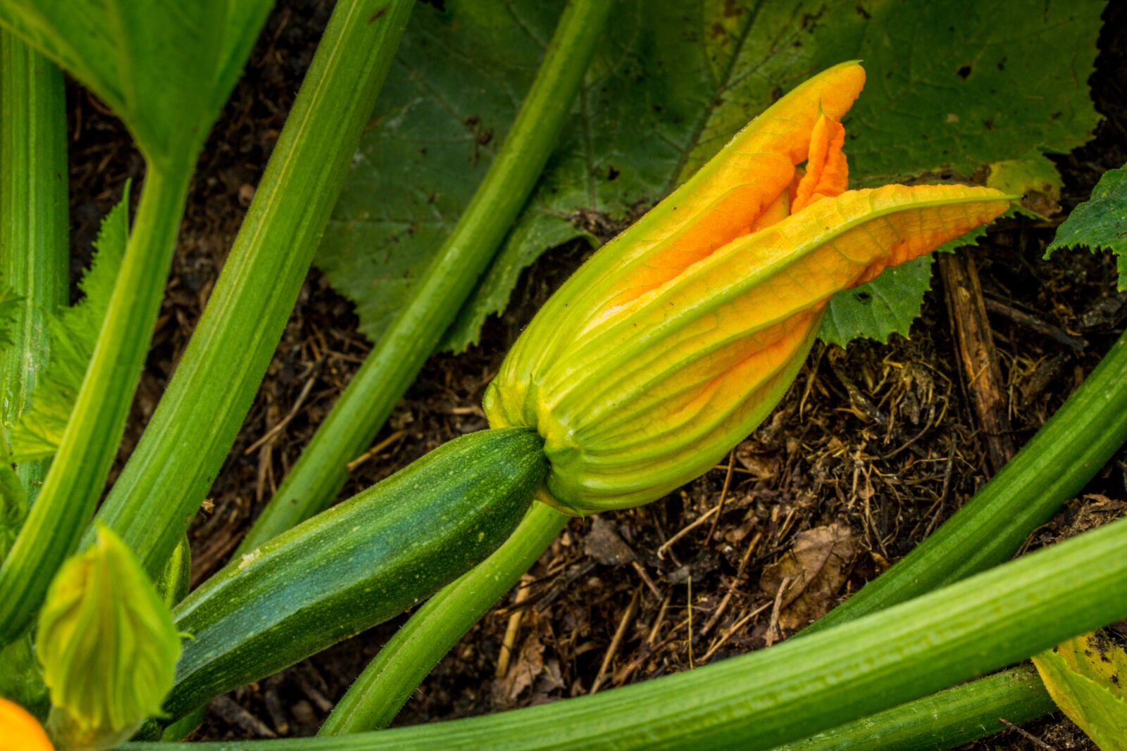 Canon EOS 60D sample photo. Zucchini, blossom, bloom photography
