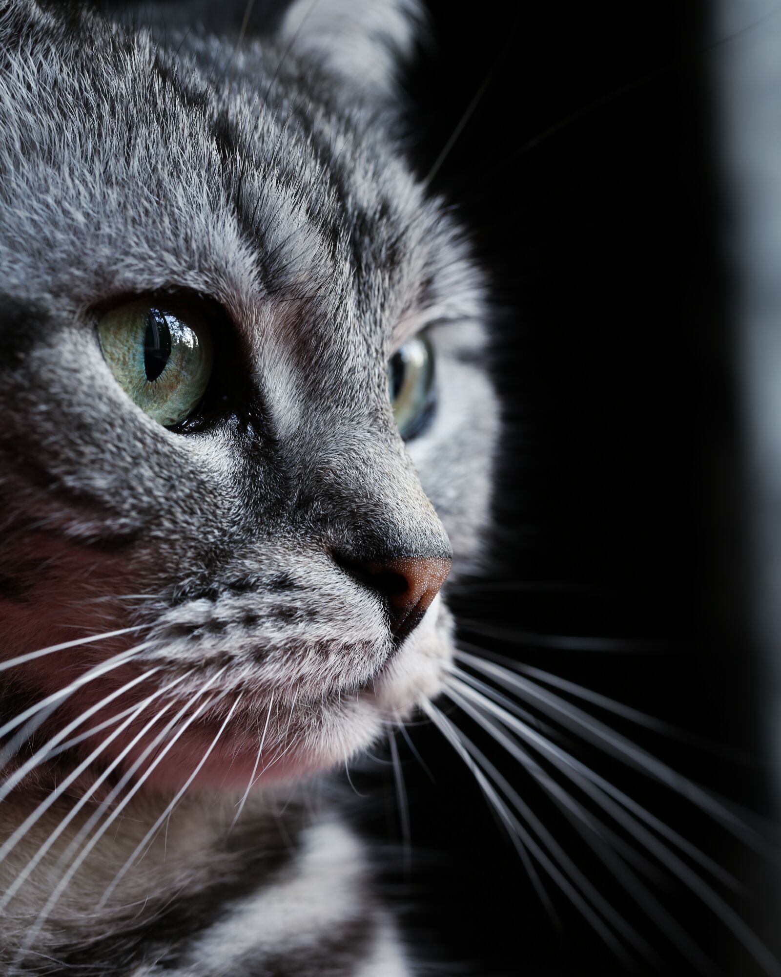 Canon EF 100mm F2.8L Macro IS USM sample photo. Cat, fur, mammals photography