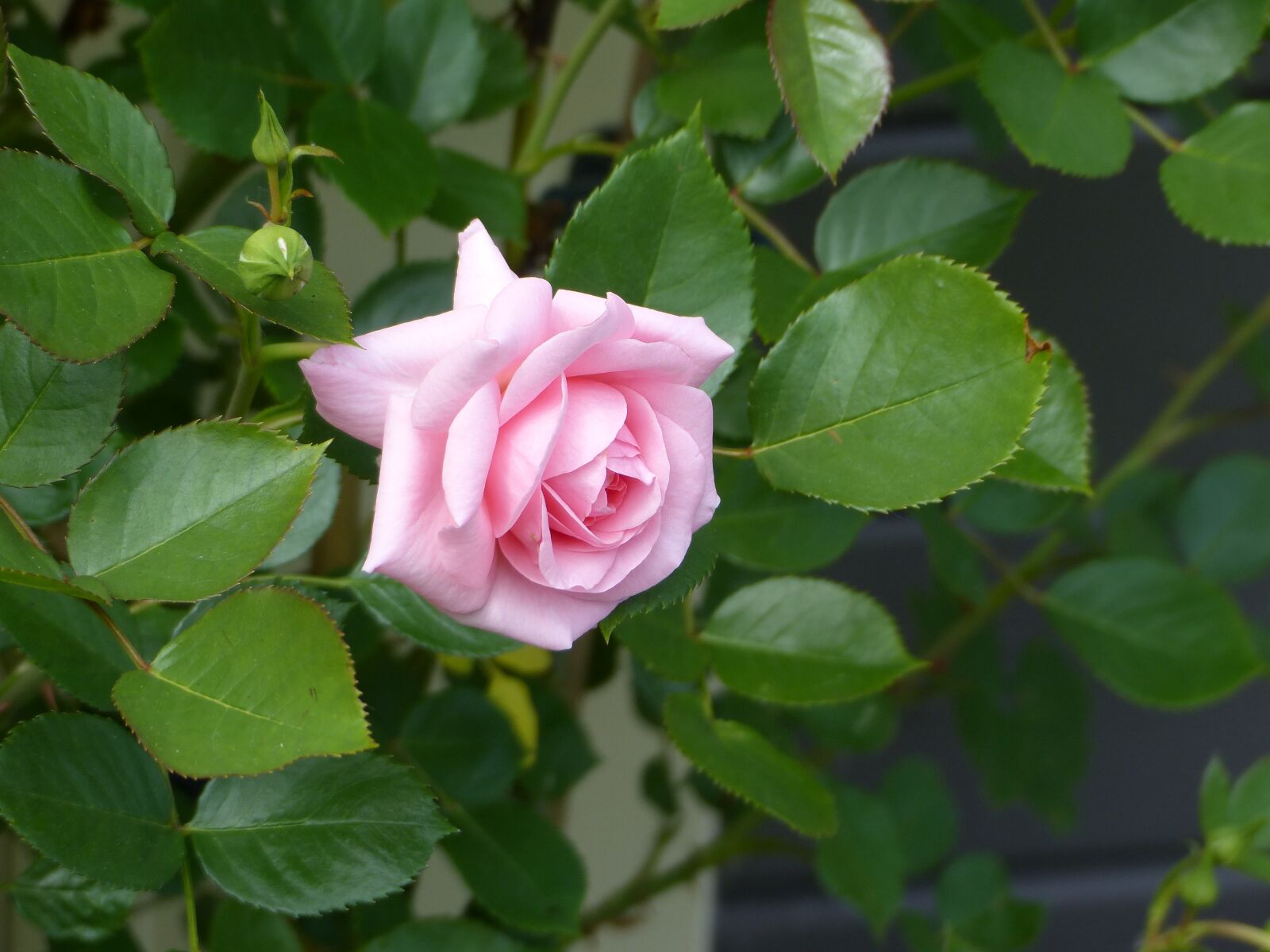 Panasonic Lumix DMC-FZ200 sample photo. Rose, blossom, bloom photography