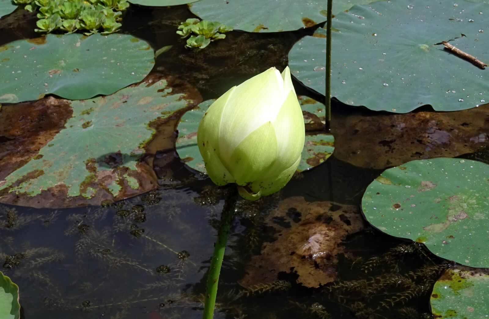 Sony DSC-HX60V sample photo. Bud, flower, lotus photography