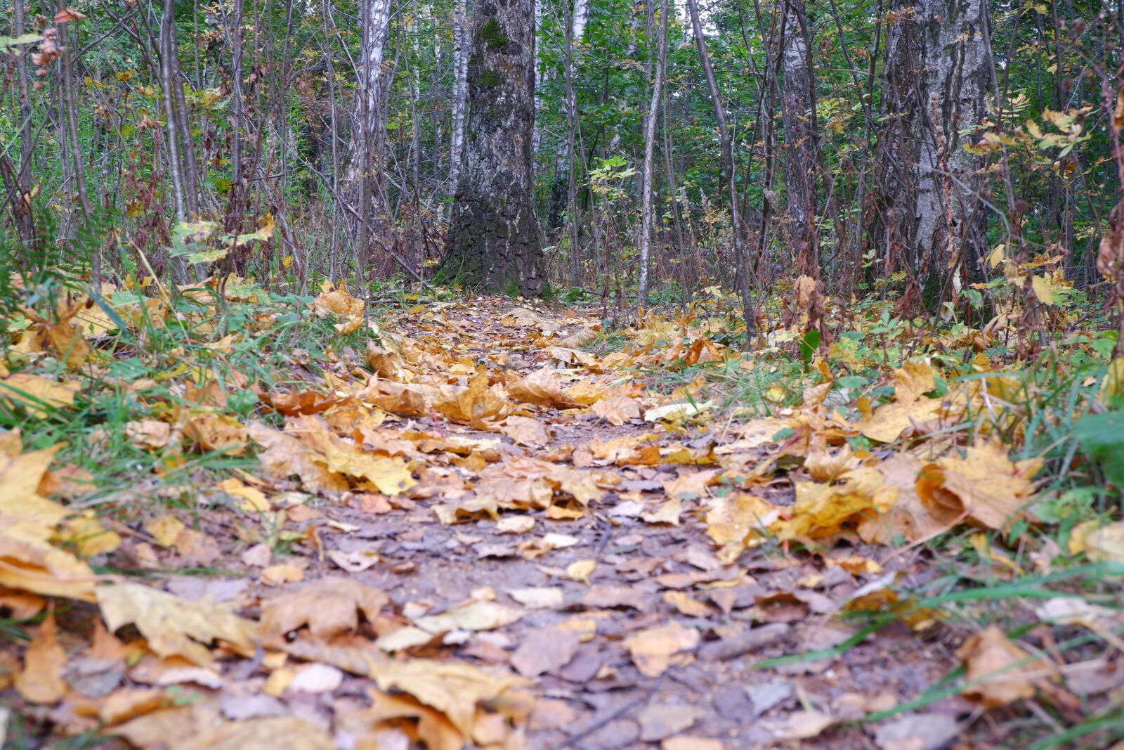 Fujifilm X-T100 sample photo. Autumn, foliage, trees photography