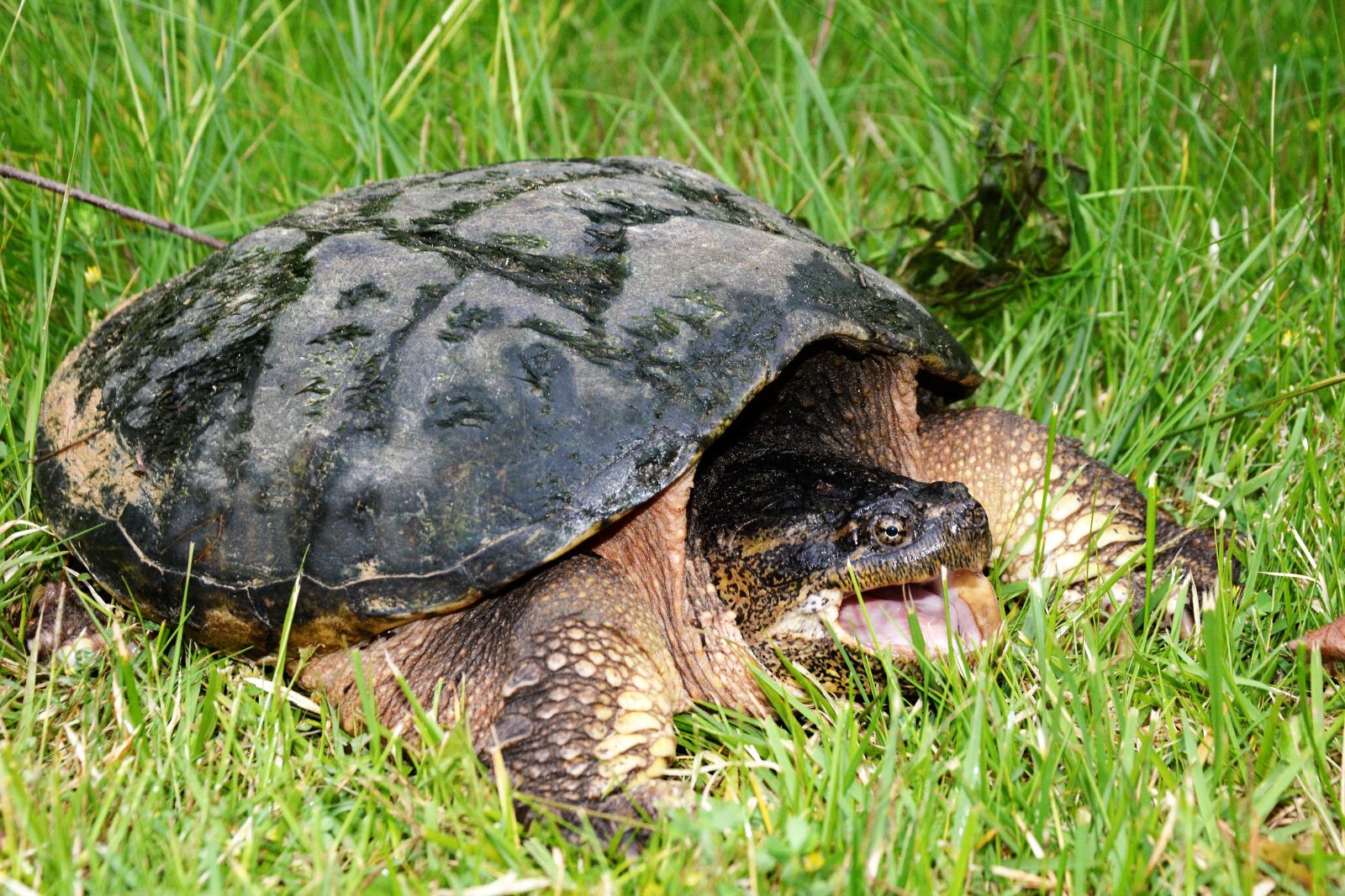 Nikon D7100 sample photo. Turtle, snapping turtle, snapping photography