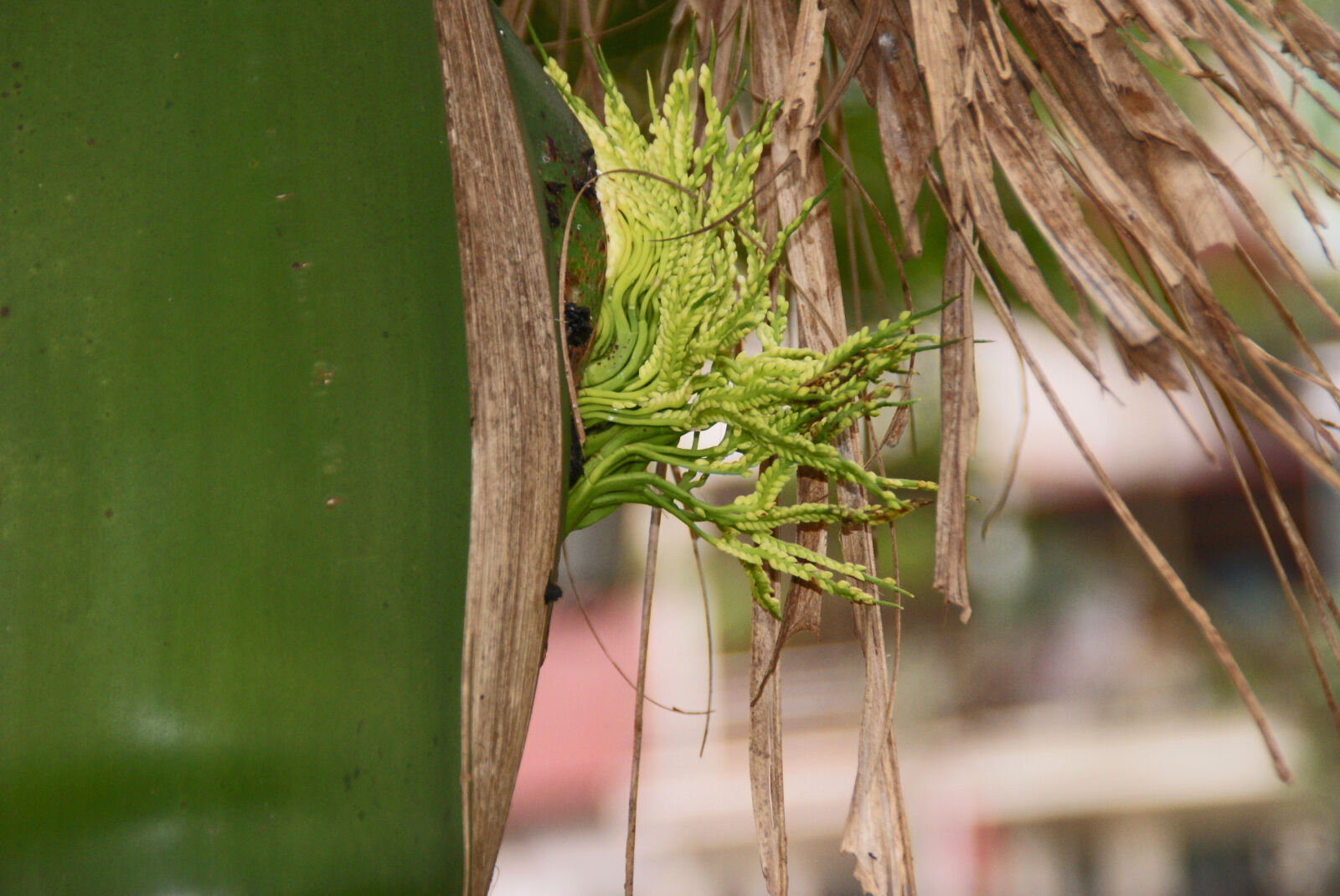 Sony Alpha DSLR-A300 sample photo. Palm photography