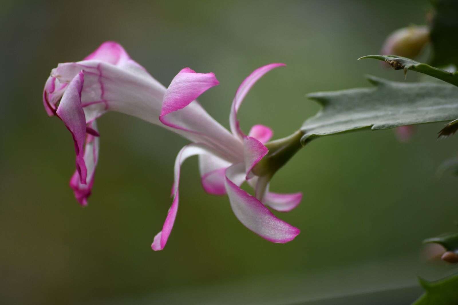 Nikon D7500 sample photo. Flowers, pink, nature photography