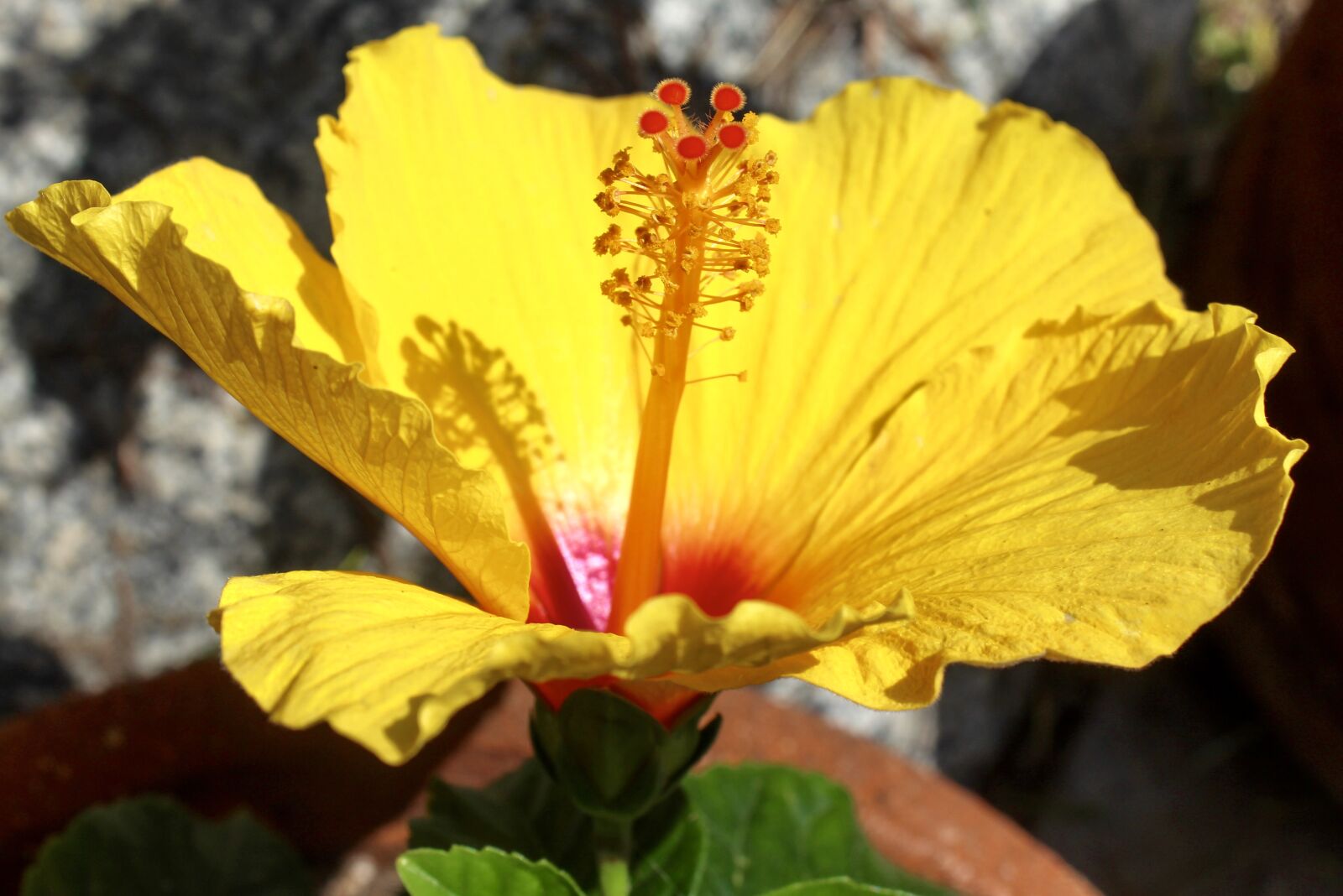 Canon EOS 1300D (EOS Rebel T6 / EOS Kiss X80) sample photo. Flower, yellow, stem photography