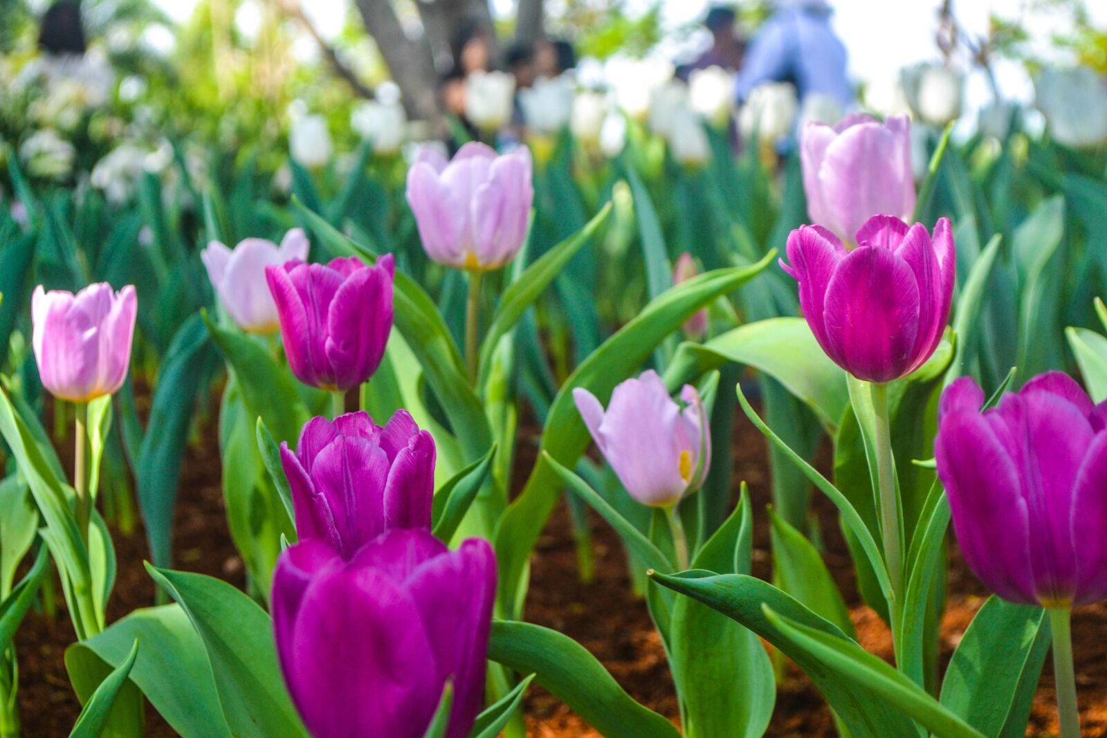 Nikon D3100 sample photo. Tulip, nature, flora photography