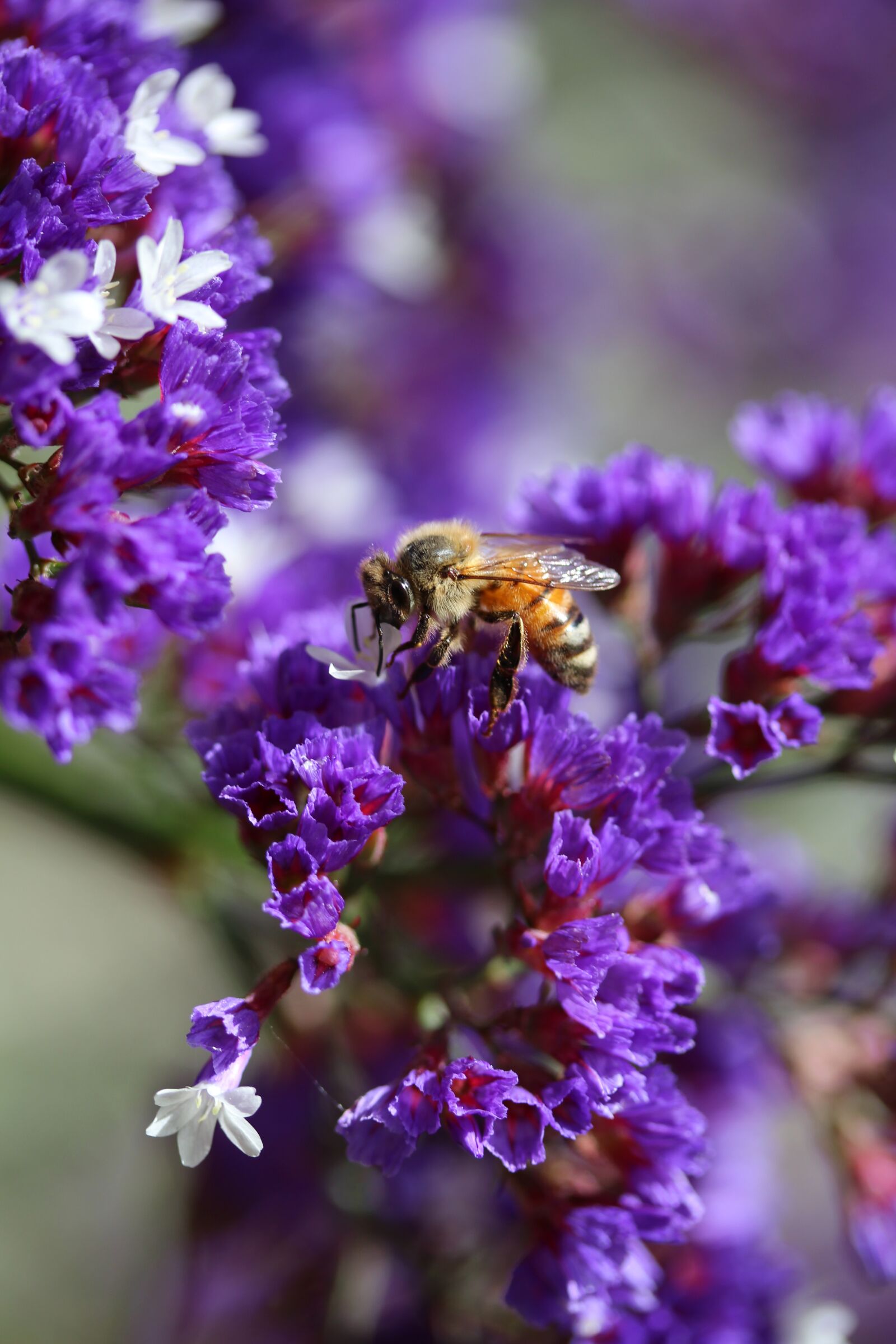 Canon EOS 700D (EOS Rebel T5i / EOS Kiss X7i) + Canon EF-S 60mm F2.8 Macro USM sample photo. Bee, pollination, sea lavender photography