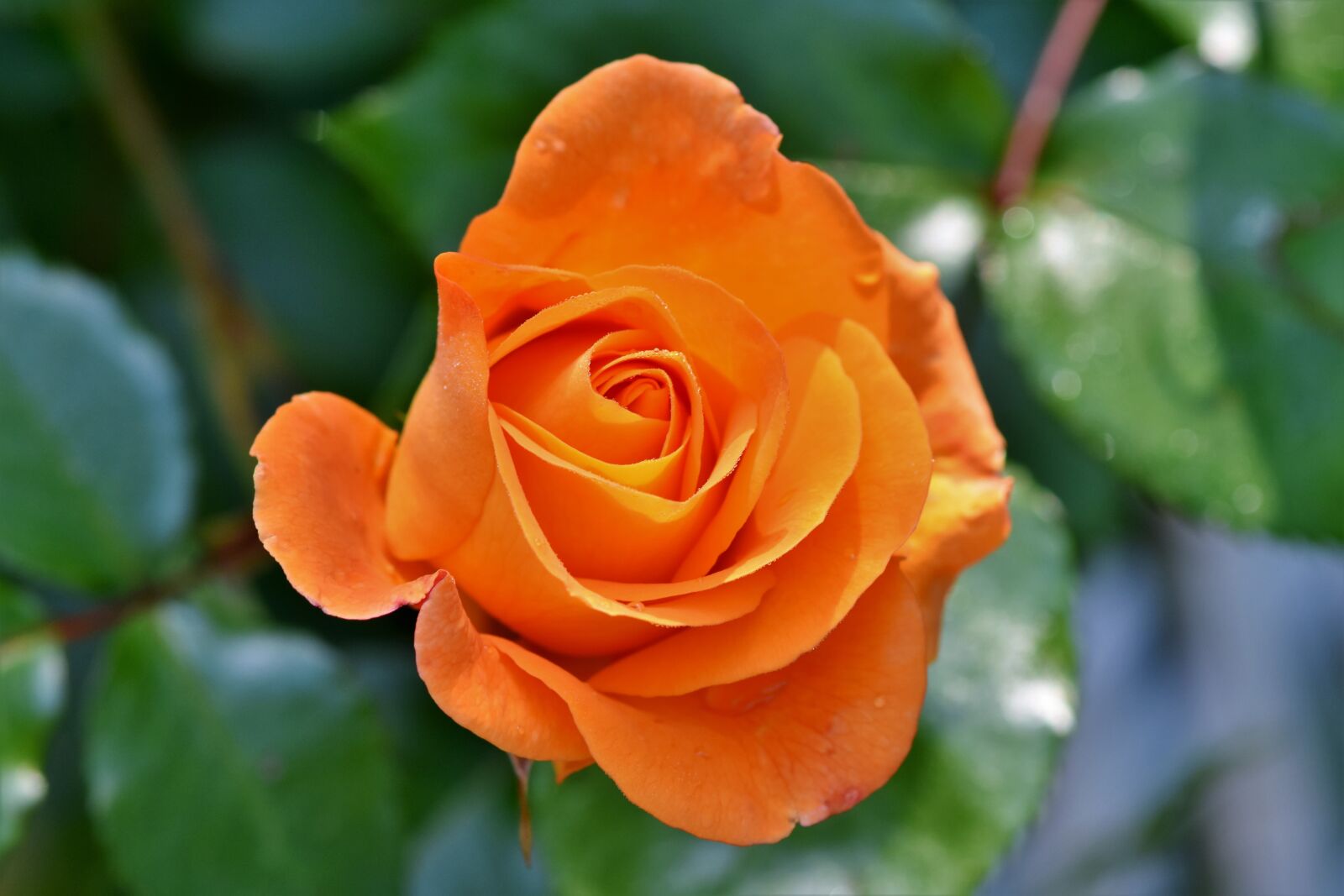Nikon D7200 sample photo. Rose, rose bloom, pale photography