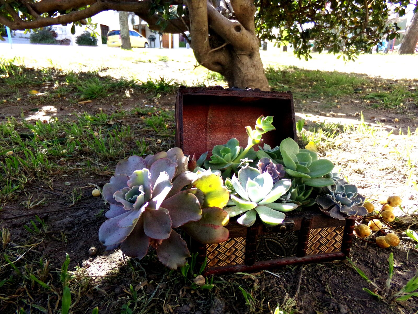 Kodak PIXPRO AZ251 sample photo. Plantas, crasa, suculenta photography