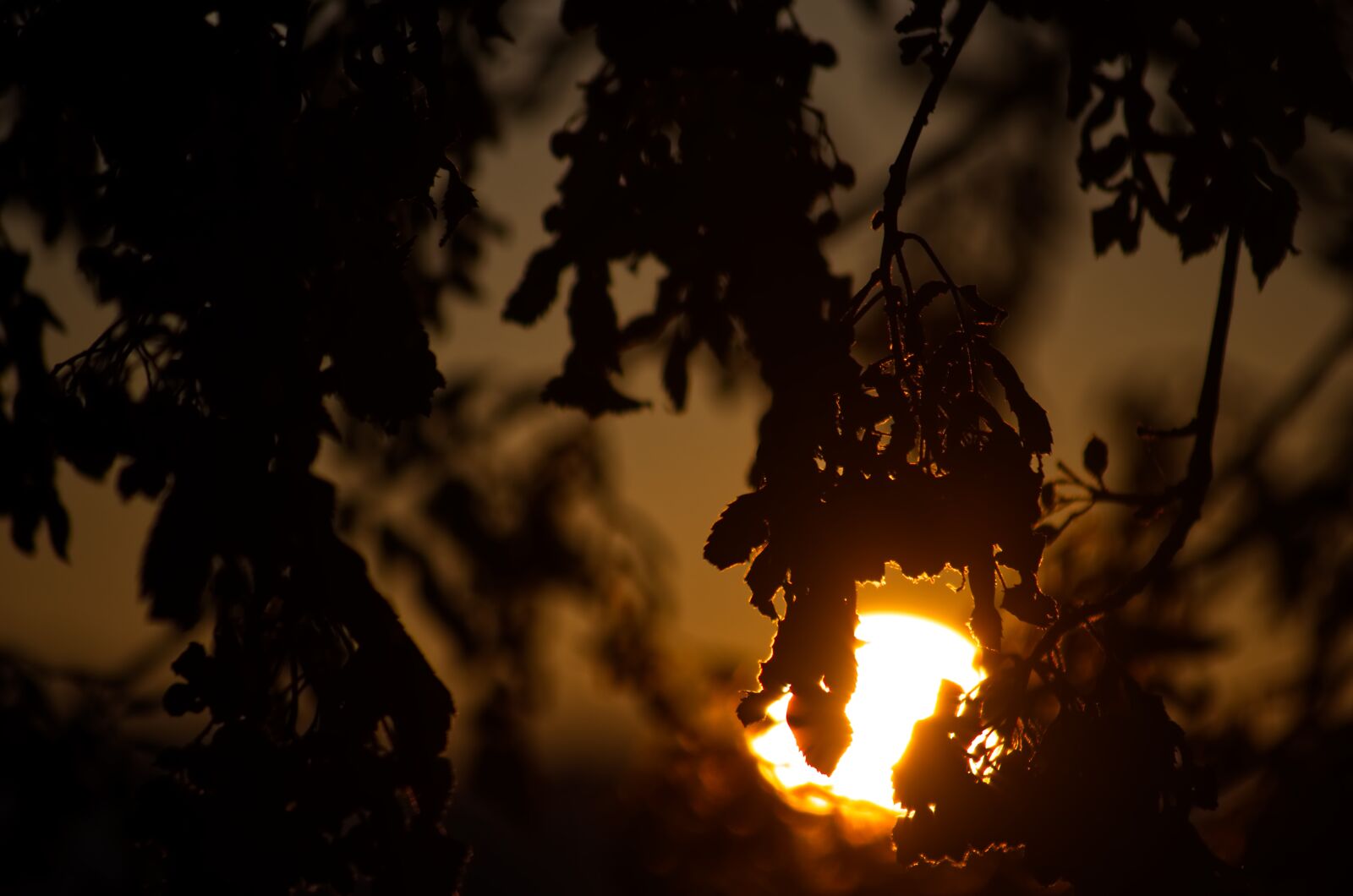 Nikon D5500 sample photo. Sun, sunrise, autumn photography