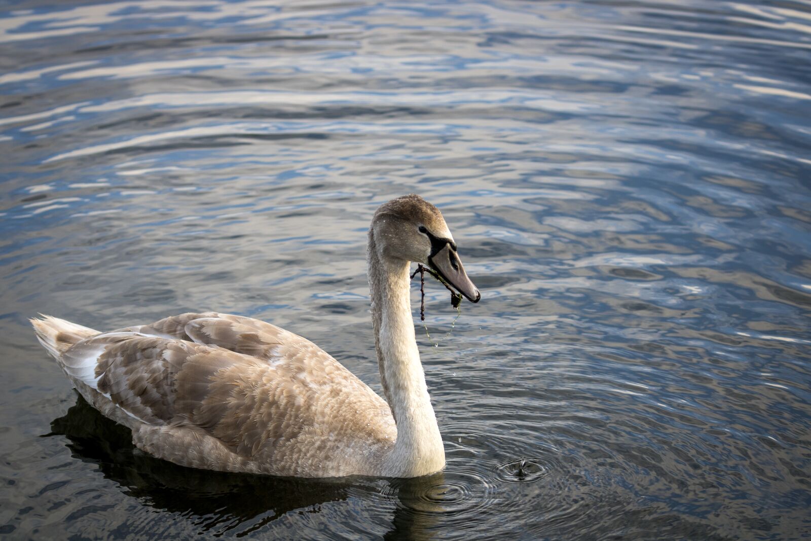 Canon EOS 2000D (EOS Rebel T7 / EOS Kiss X90 / EOS 1500D) sample photo. Swan, bird, nature photography