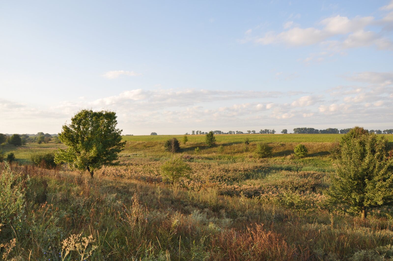 Nikon D5000 sample photo. Tree, grass photography