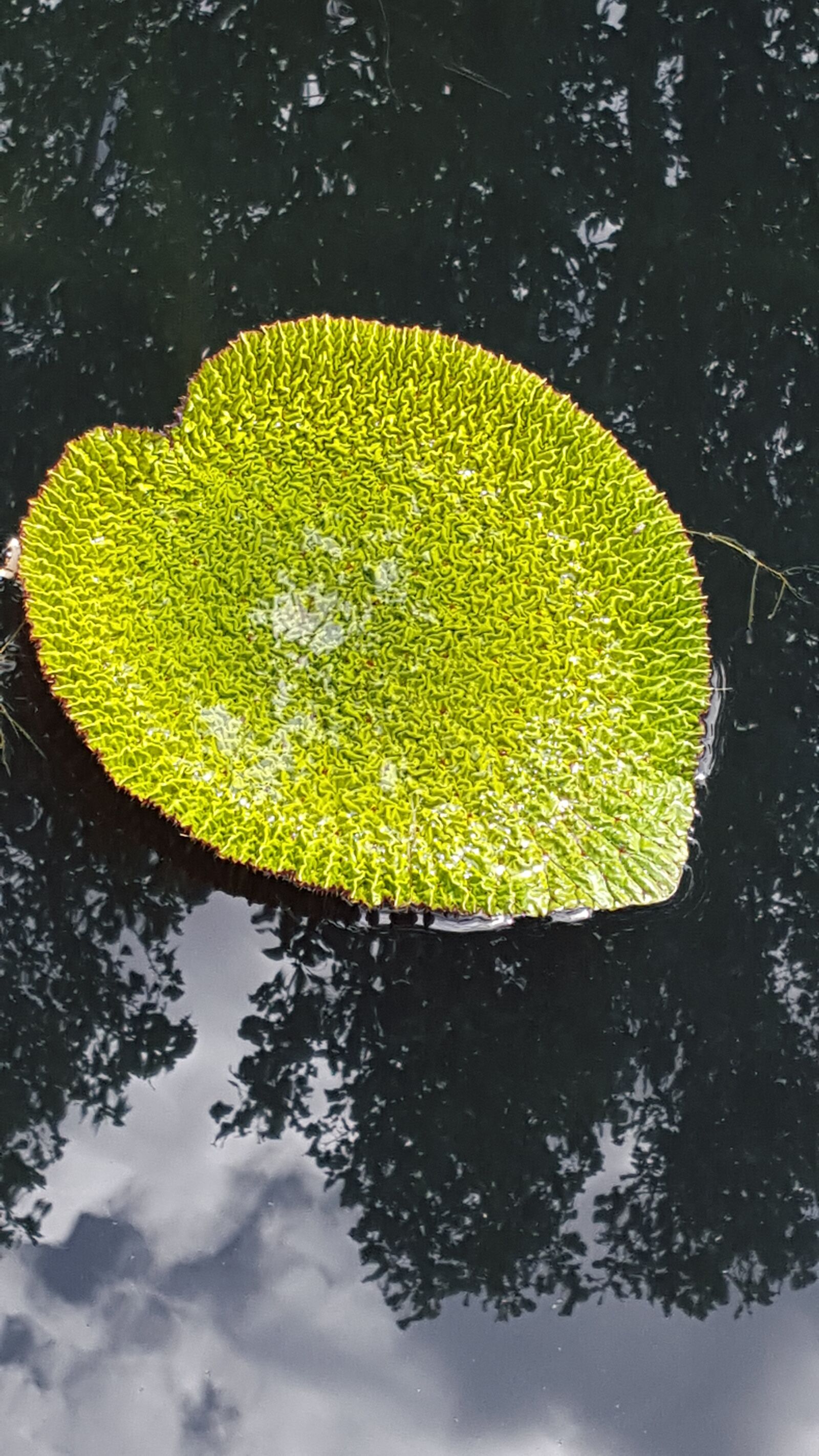 Samsung Galaxy S6 sample photo. Lily pad, pond, water photography