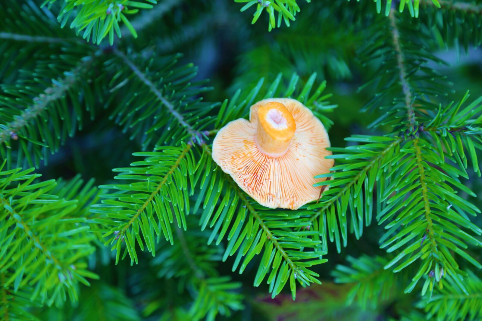 Canon EF 24-105mm F4L IS USM sample photo. Tree, nature, mushroom photography