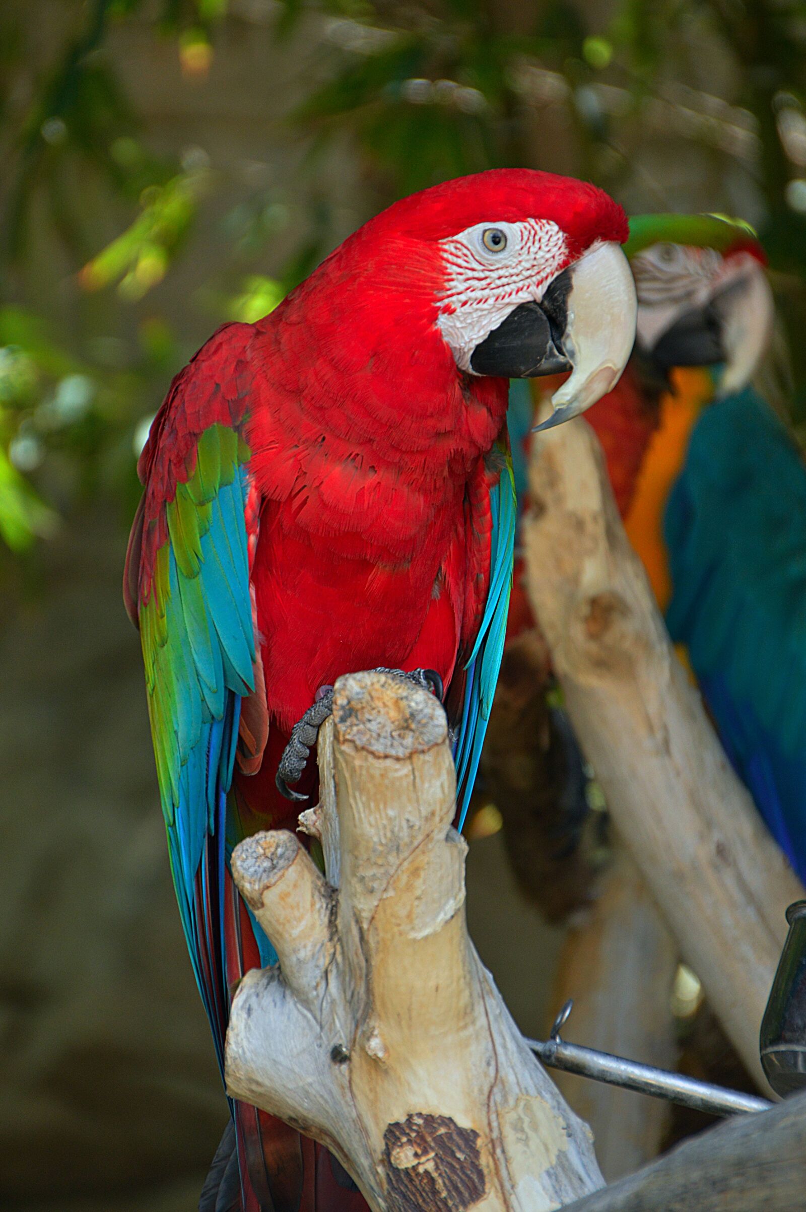 Nikon D3200 sample photo. Bird, pen, pa photography