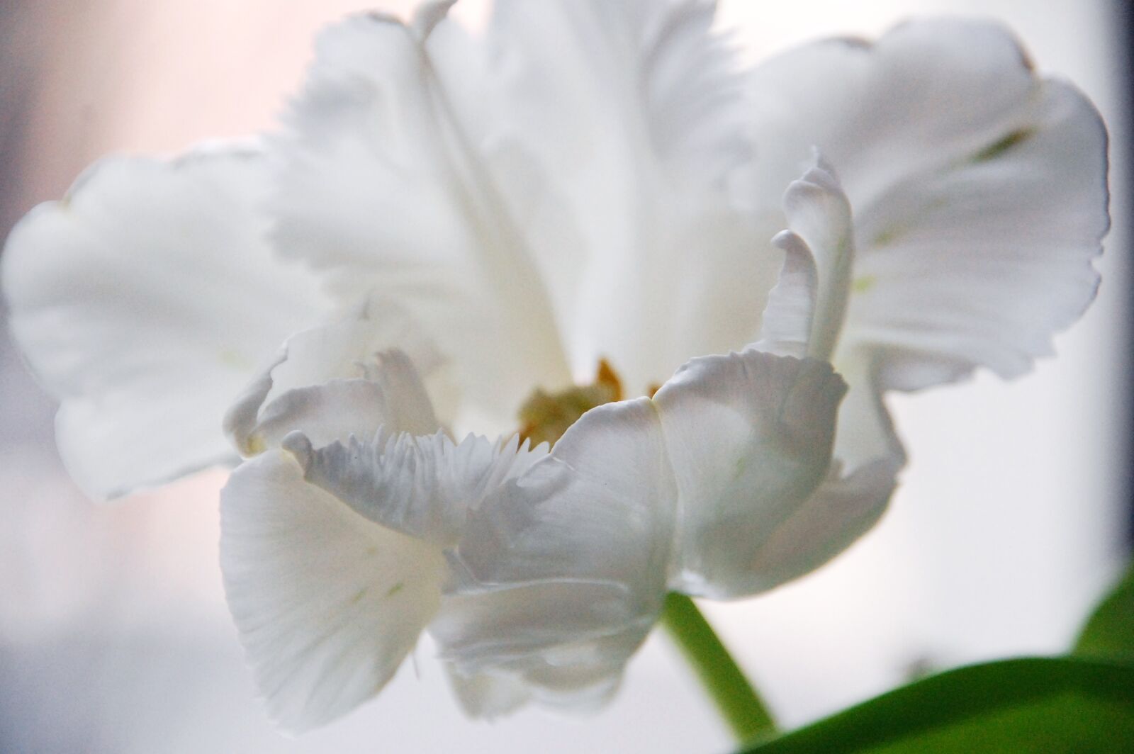 Nikon D40 sample photo. Tulip, blossom, bloom photography