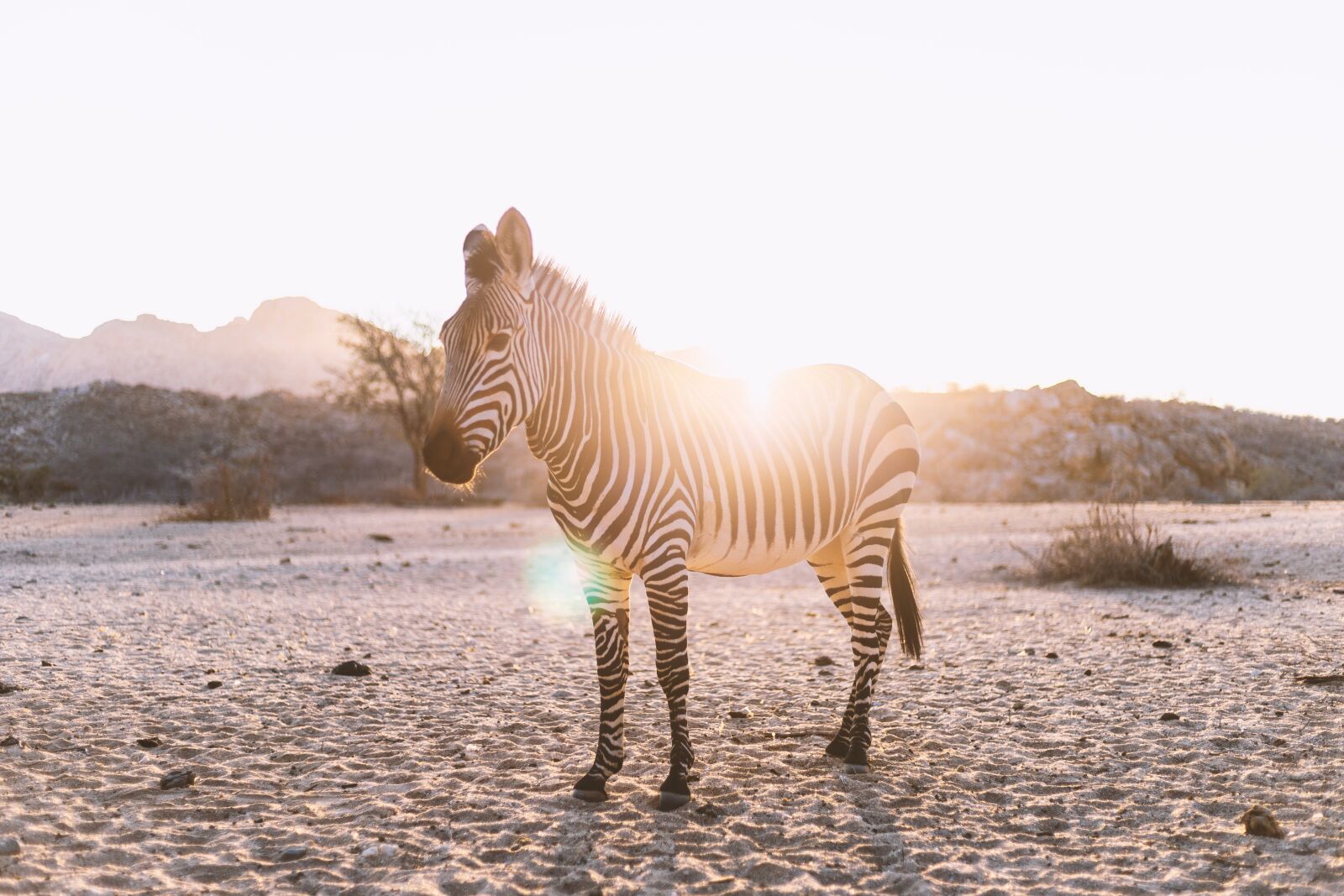Canon EF 50mm F1.8 STM sample photo. Zebra, backlighting, mammal photography