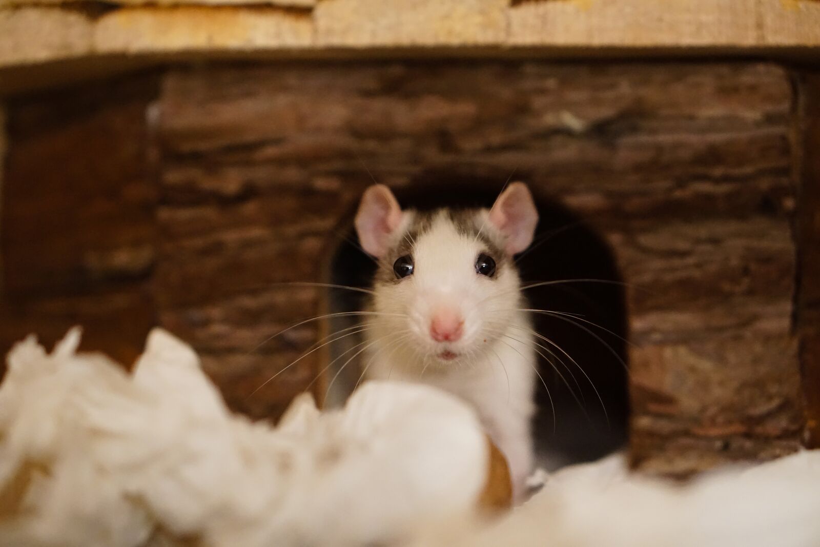 E 50mm F1.8 OSS sample photo. Rat, color rats, sweet photography