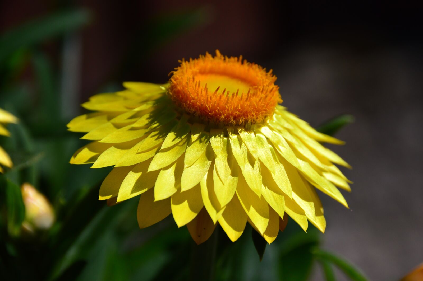 Nikon D3200 sample photo. Flower, yellow, nature photography