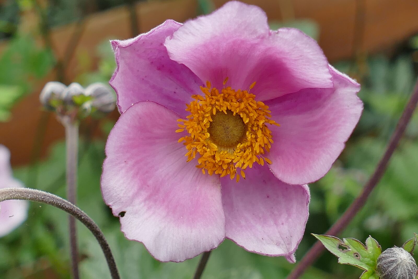 Panasonic Lumix DMC-FZ1000 sample photo. Flower garden, macro, plant photography