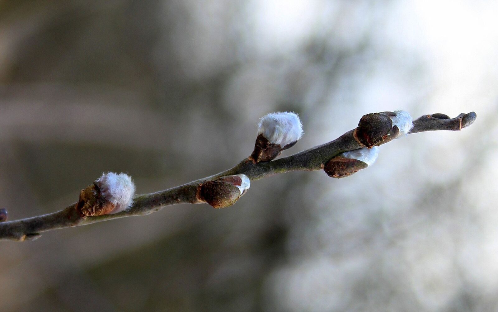 Canon EOS 1200D (EOS Rebel T5 / EOS Kiss X70 / EOS Hi) sample photo. Willow, branch, nature photography