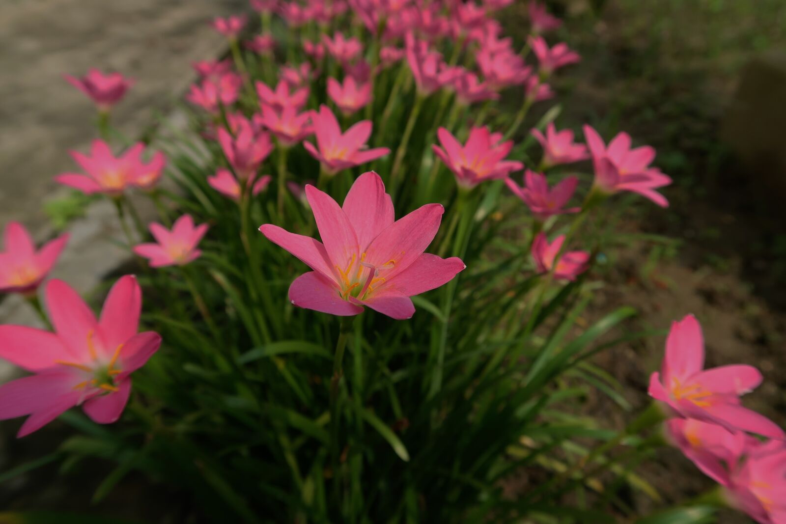 Canon PowerShot G7 X Mark II sample photo