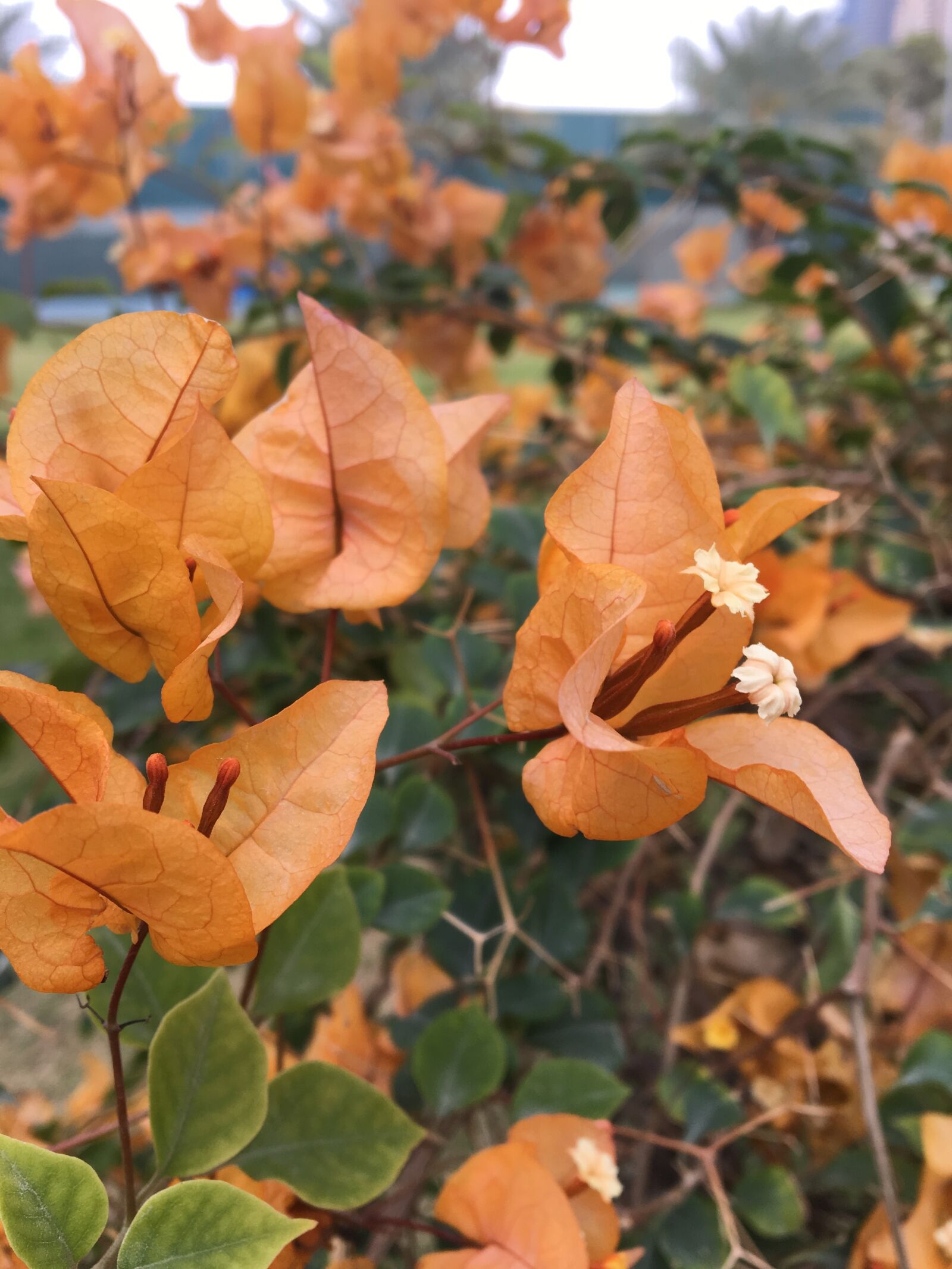 Apple iPhone 6s sample photo. Light, orange, nature photography