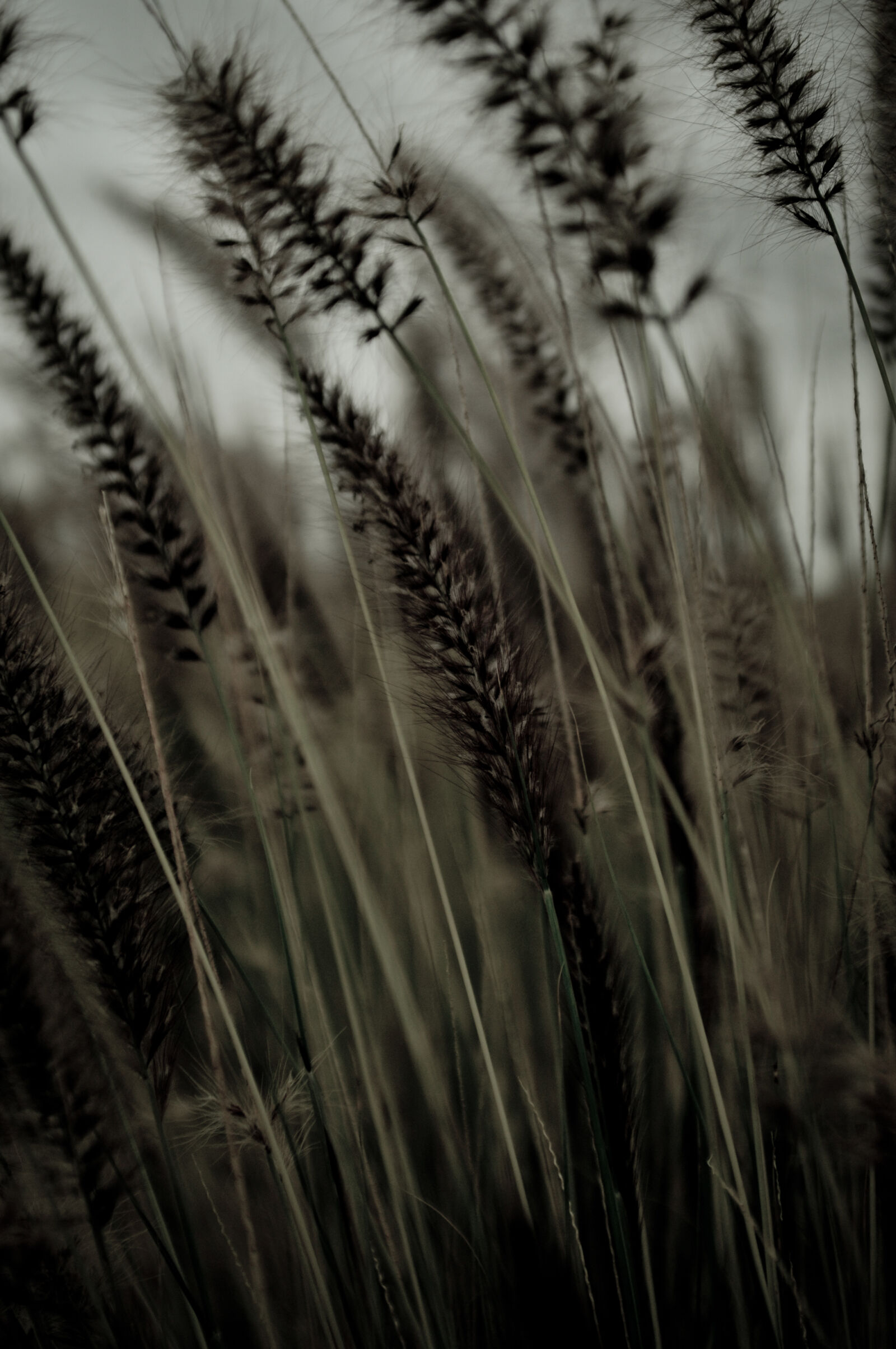 Nikon D300S sample photo. Field, grass, nature, plant photography