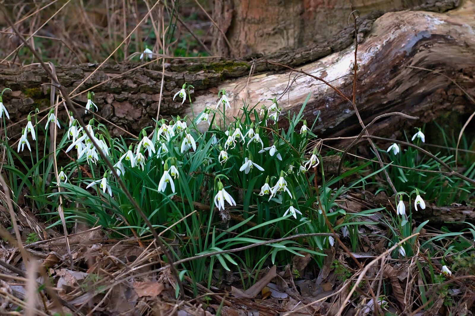 Nikon D3300 sample photo. Forest, spring, snowdrop photography