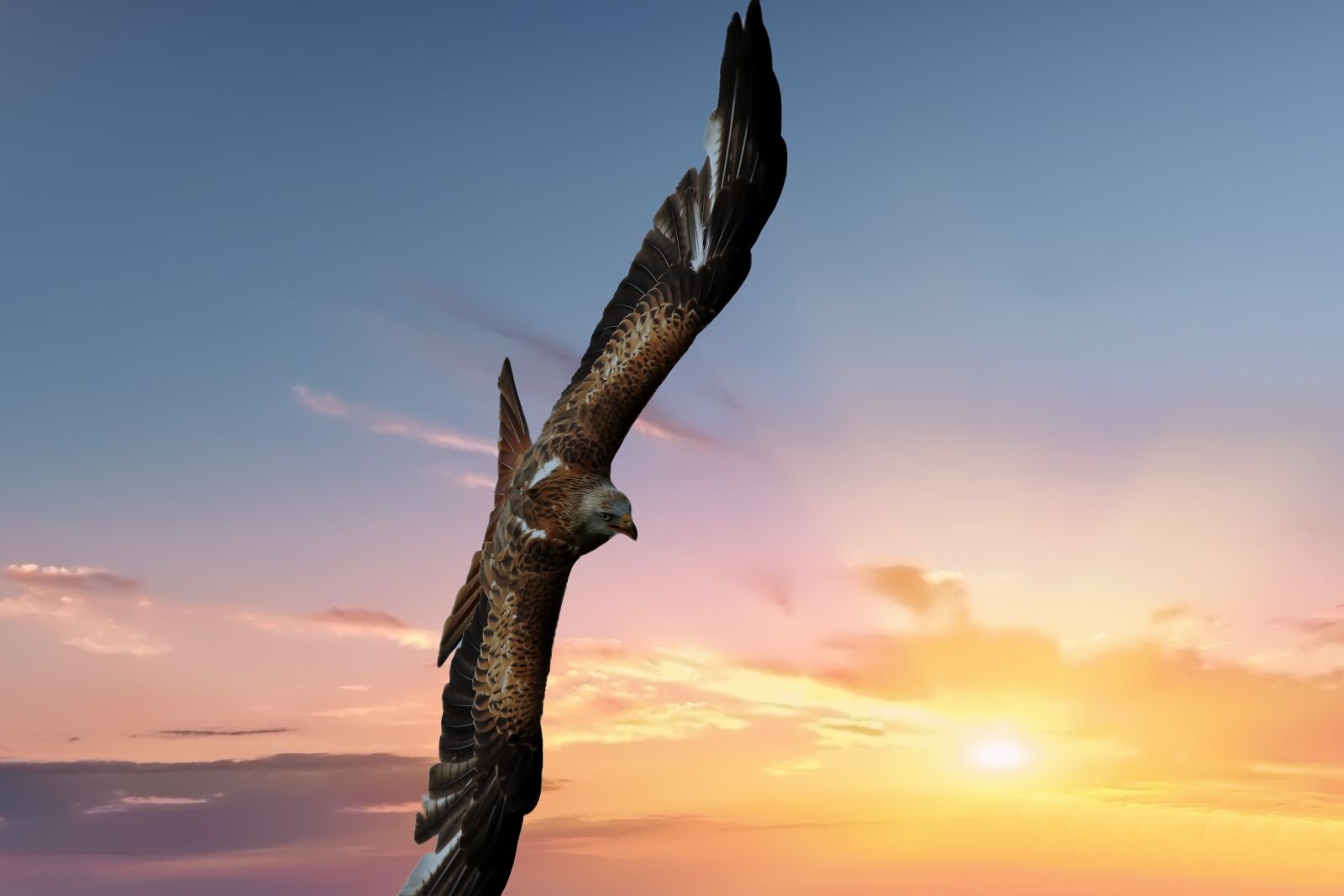150-600mm F5-6.3 DG OS HSM | Contemporary 015 sample photo. Red kite, bird, raptor photography
