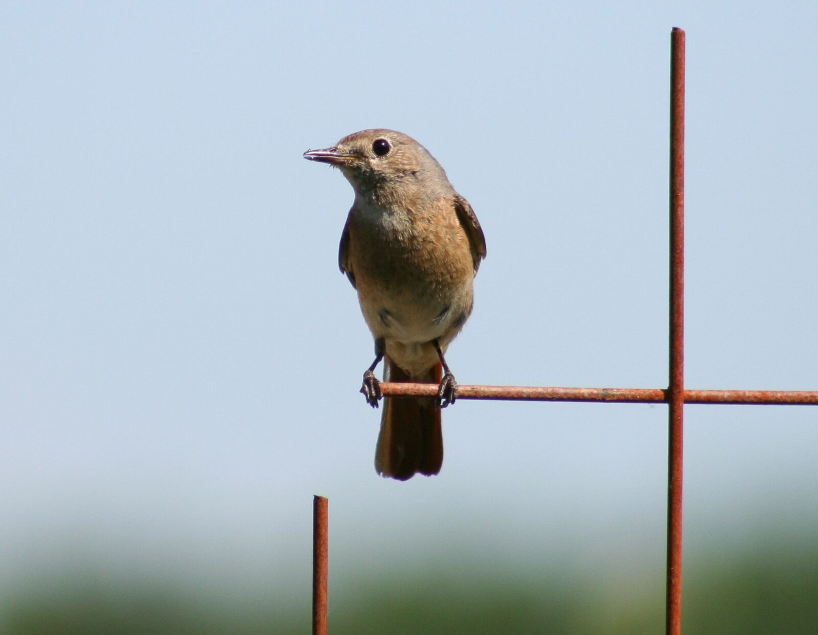 Canon EOS 350D (EOS Digital Rebel XT / EOS Kiss Digital N) sample photo. Bird, songbird, color photography