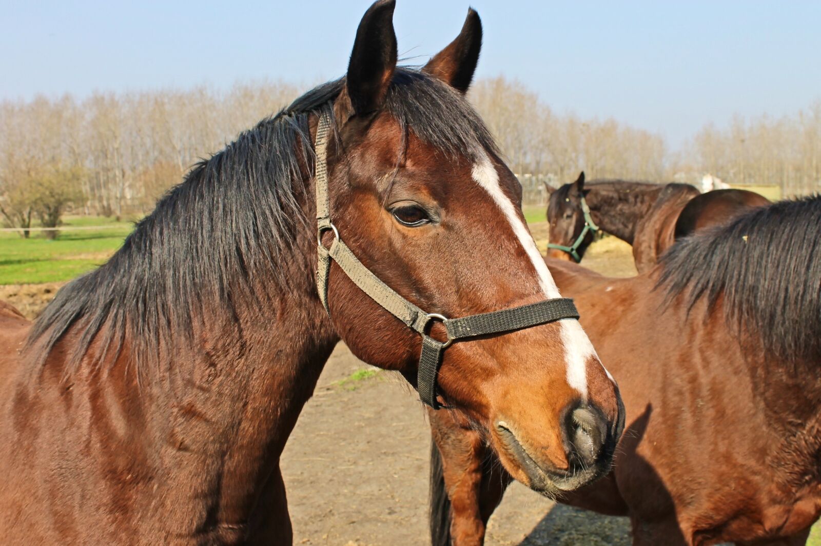 Canon EOS 1100D (EOS Rebel T3 / EOS Kiss X50) sample photo. Horse, horses, riding school photography
