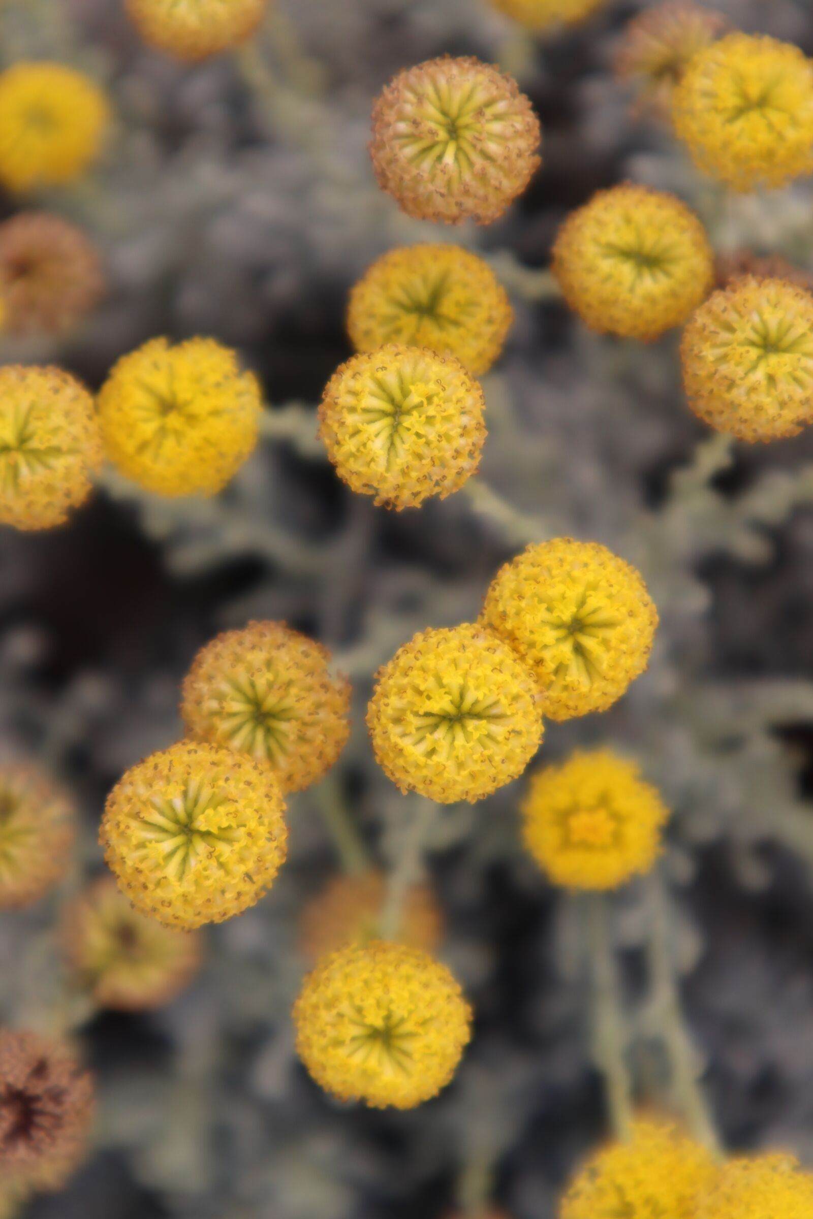 Canon EOS M50 (EOS Kiss M) sample photo. Yellow, flower, flowers photography