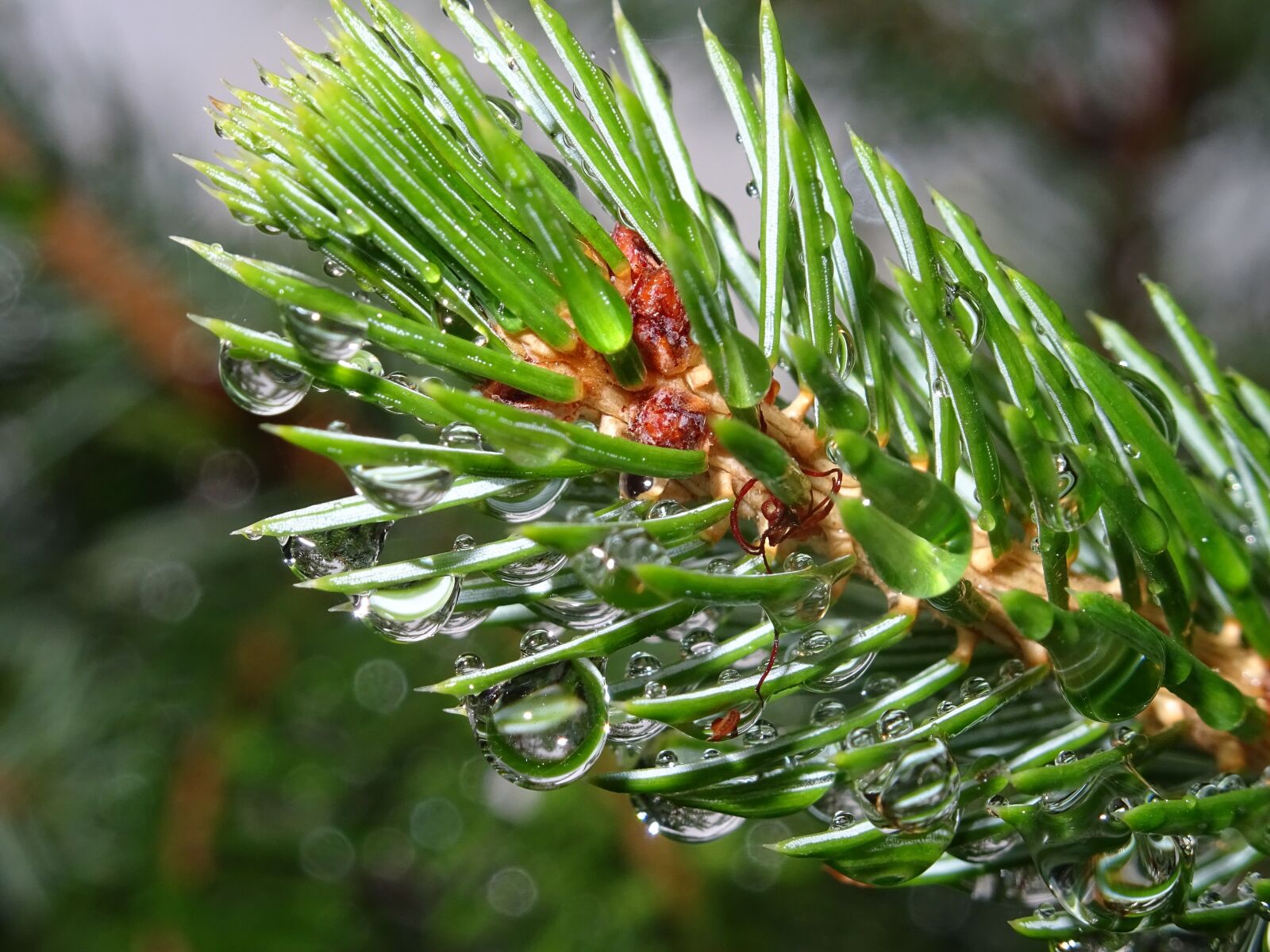 Sony DSC-HX60 sample photo. Spruce, dew, morning photography