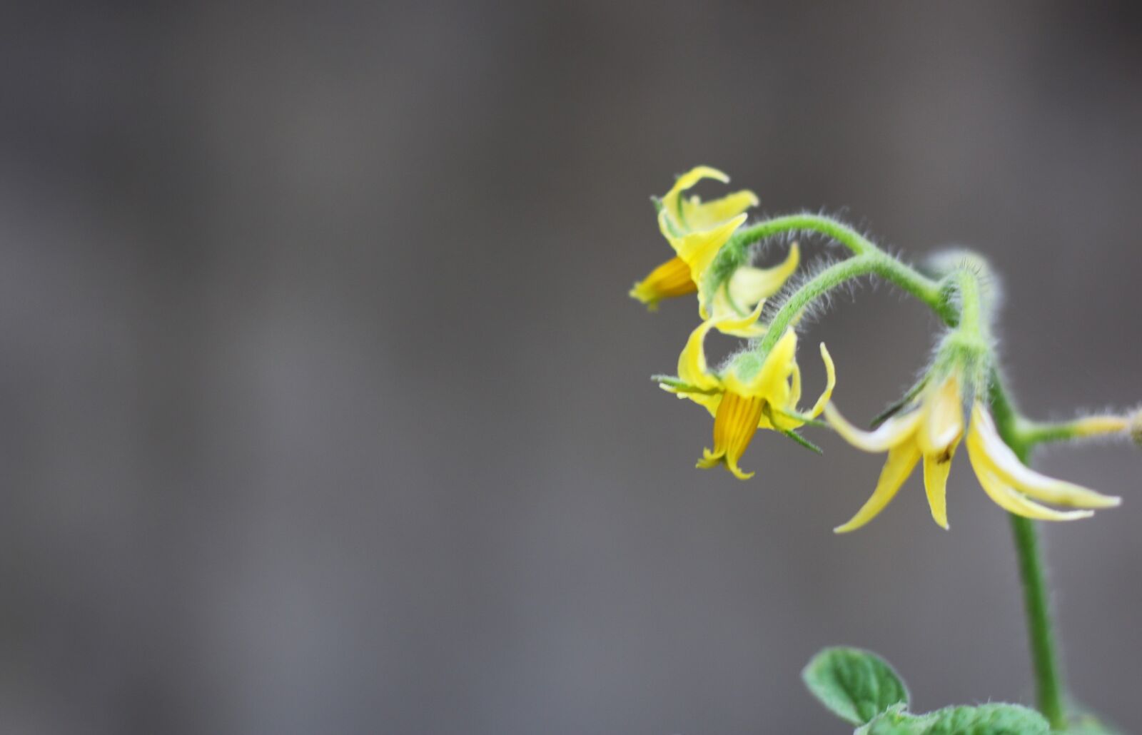 Canon EOS 70D + Canon EF 50mm F1.8 STM sample photo. Flower, yellow, beauty photography