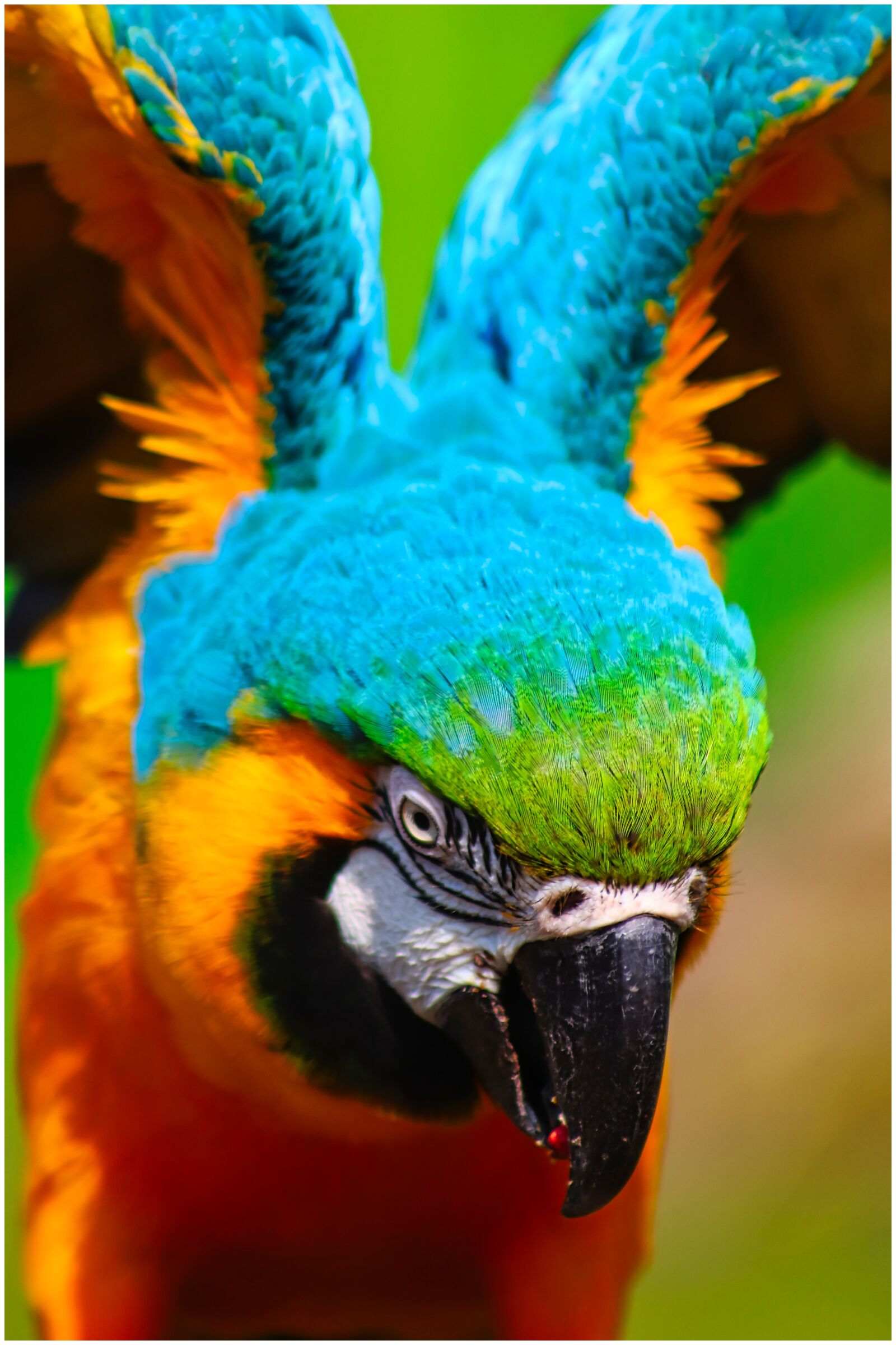 Canon EF75-300mm f/4-5.6 sample photo. Ara, parrot, bird photography