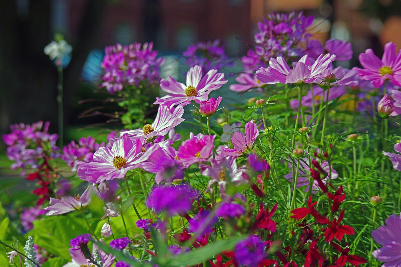 Pentax K-S2 sample photo. Summer flowers, meadow, nature photography