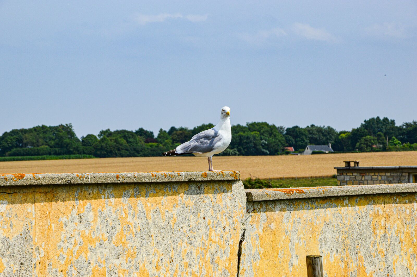 Nikon D3200 sample photo. Seagull, birds, wall photography